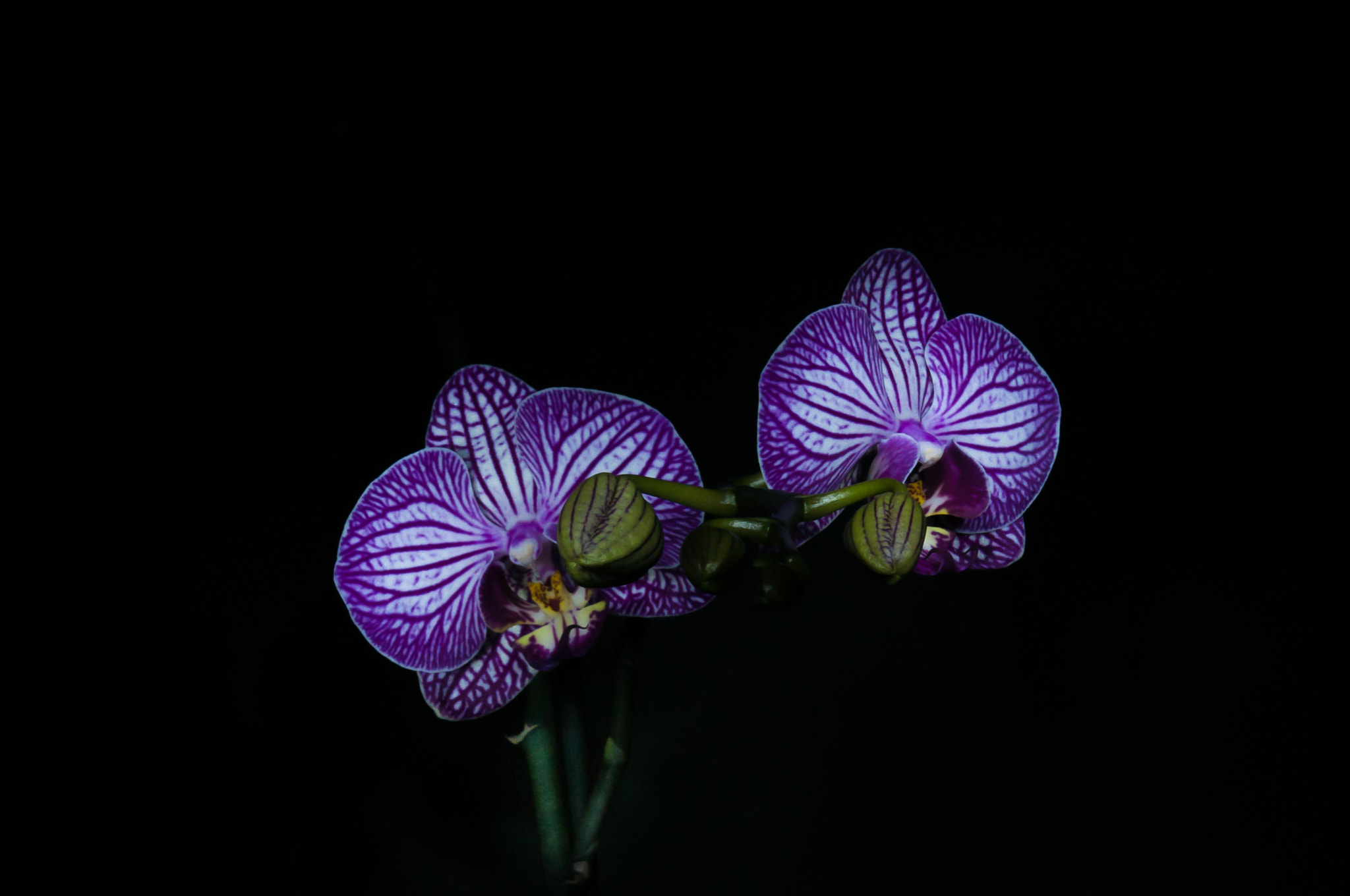 Nikon D90 sample photo. Orchid photography