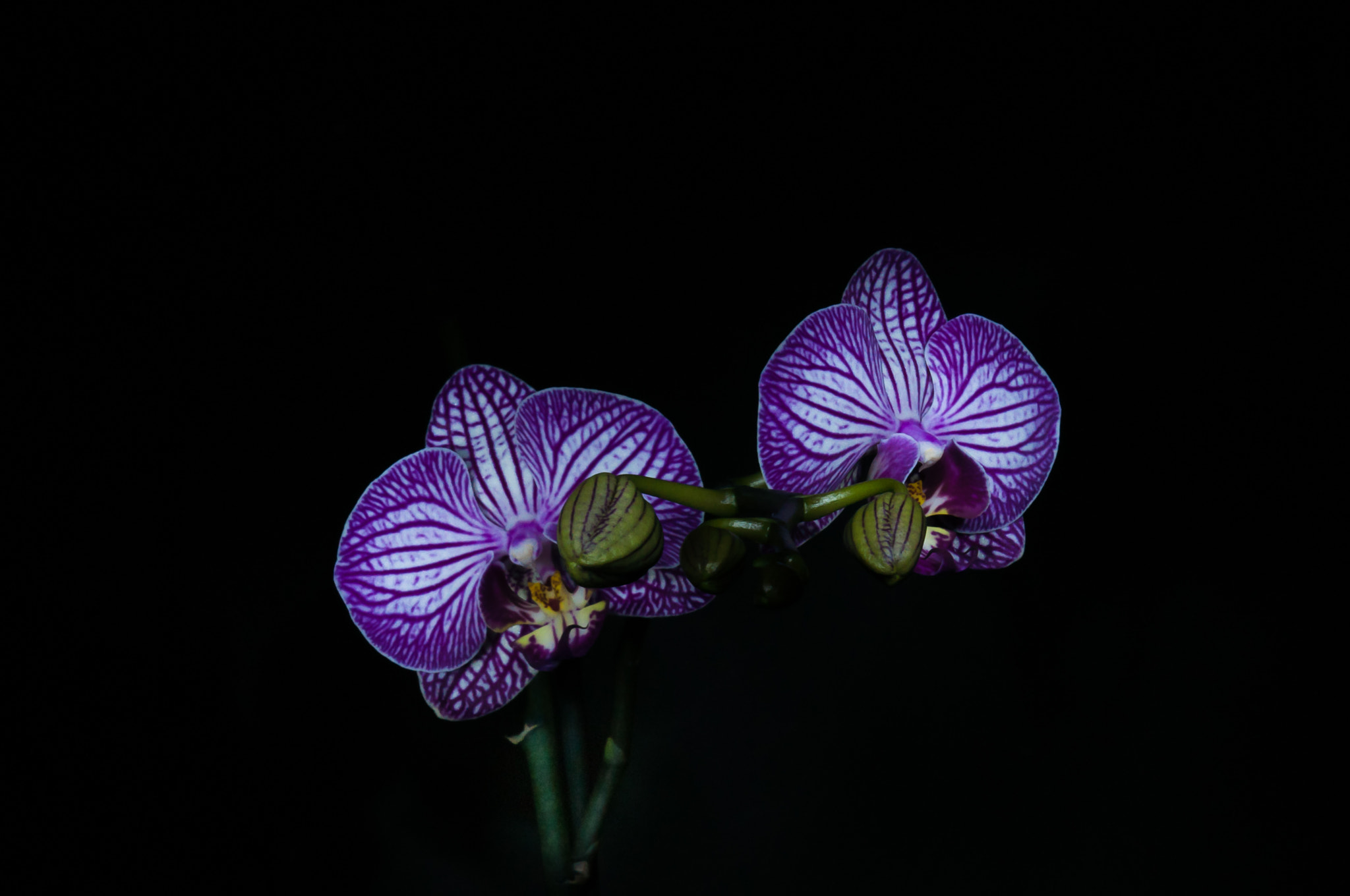Nikon AF-S Nikkor 24-70mm F2.8G ED sample photo. Orchid photography
