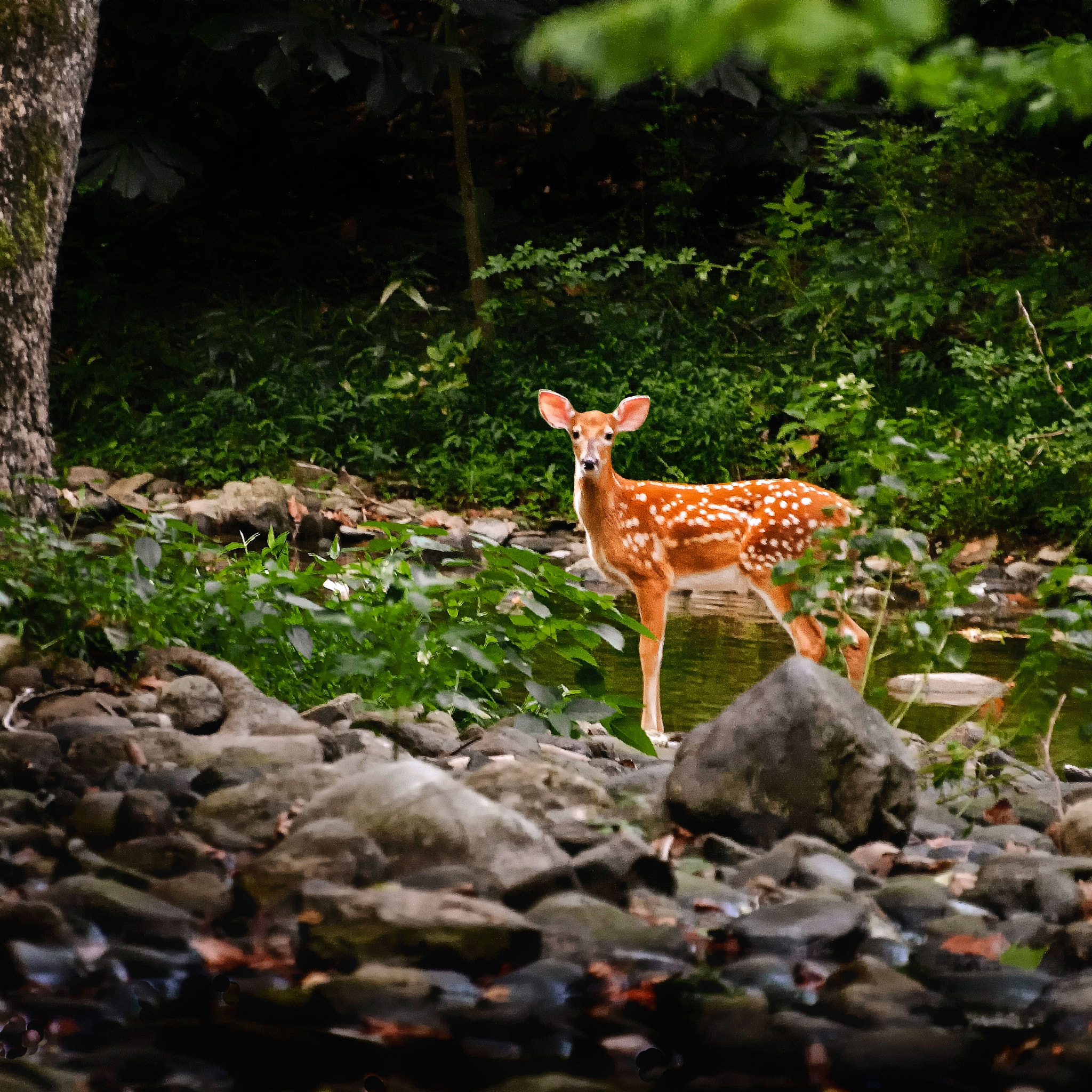 Nikon D300 sample photo. You are on my turf! photography