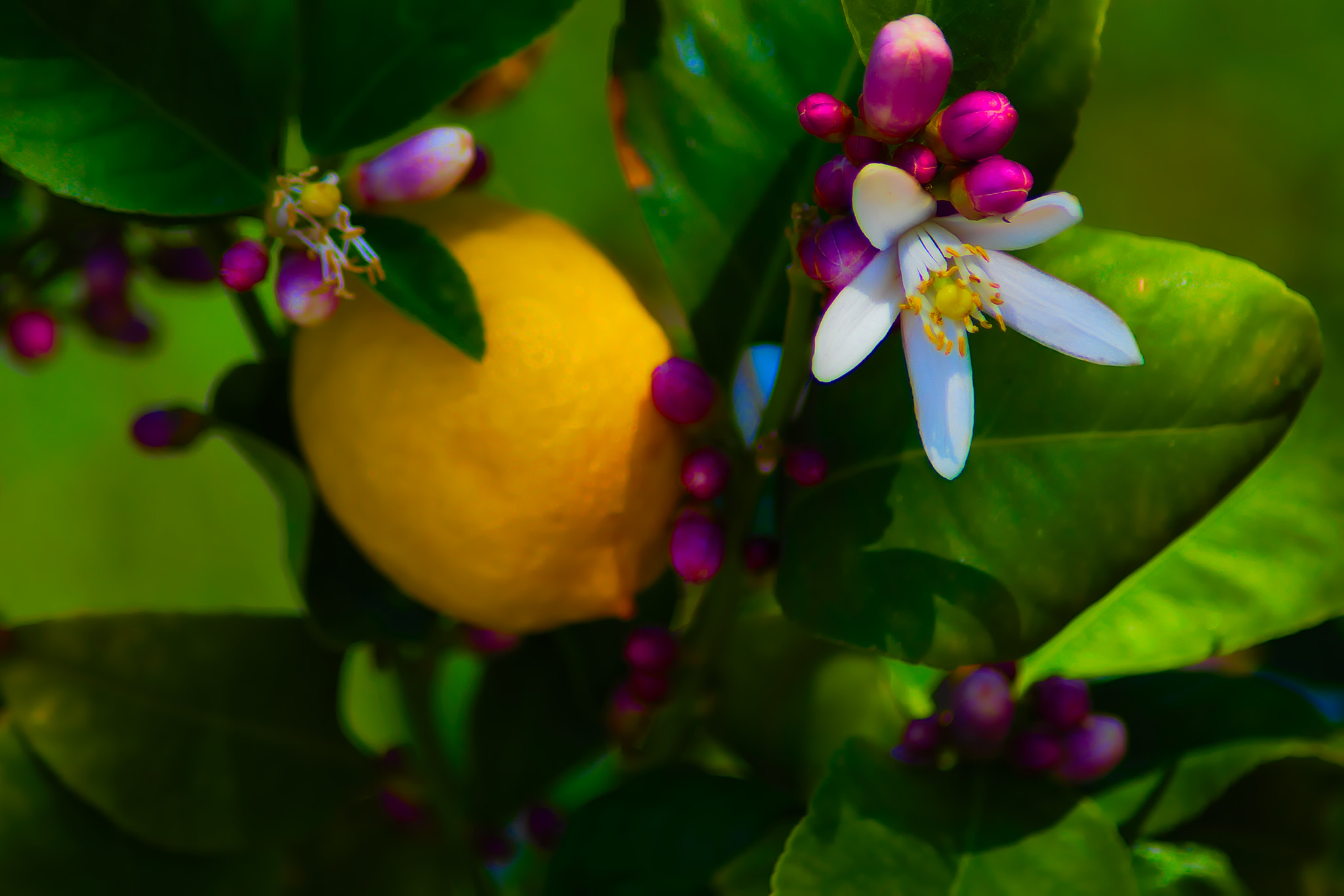 Nikon AF Nikkor 70-300mm F4-5.6G sample photo. Sour... photography