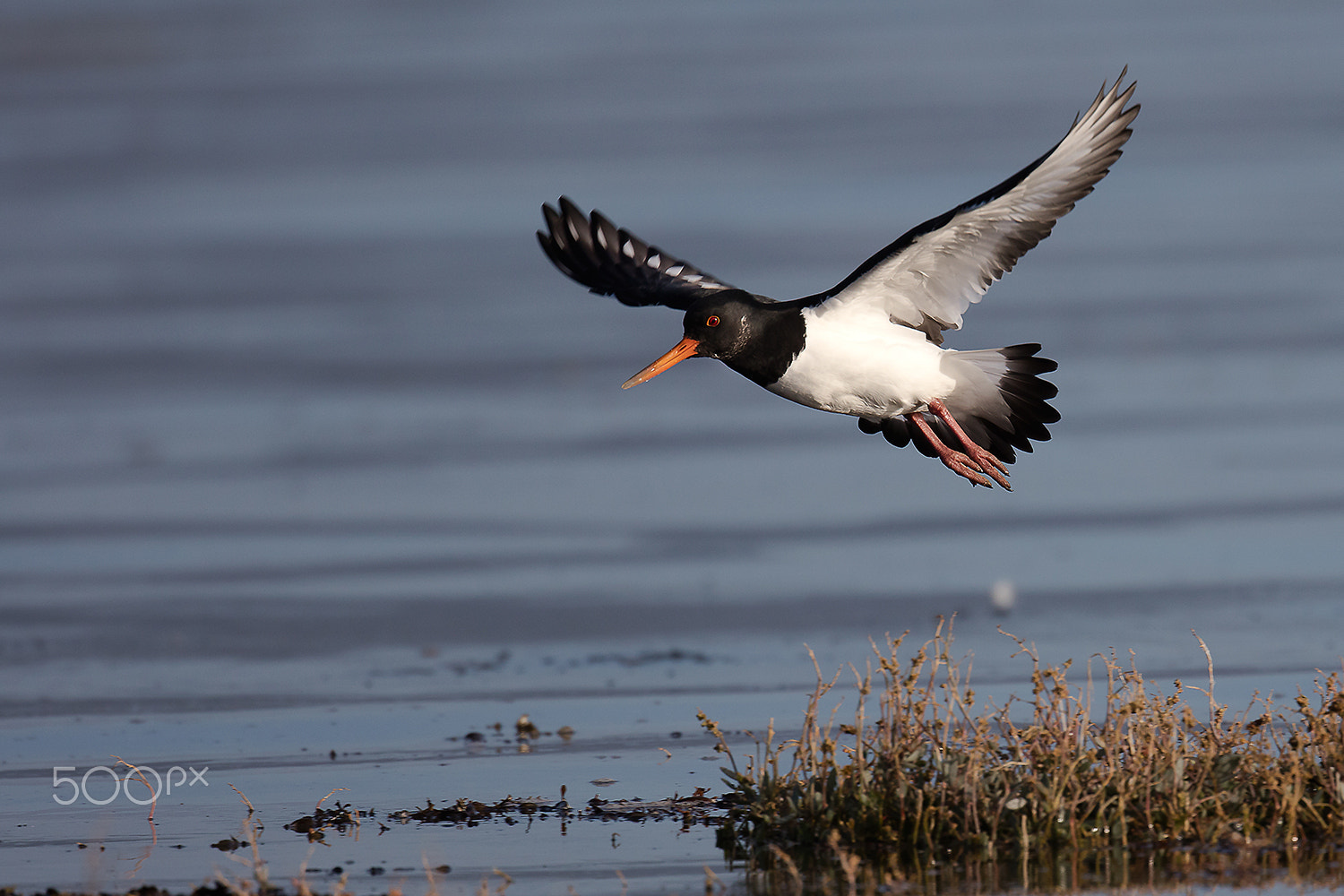 Canon EOS 5DS R + Canon EF 500mm F4L IS II USM sample photo. Flying oystercatcher photography