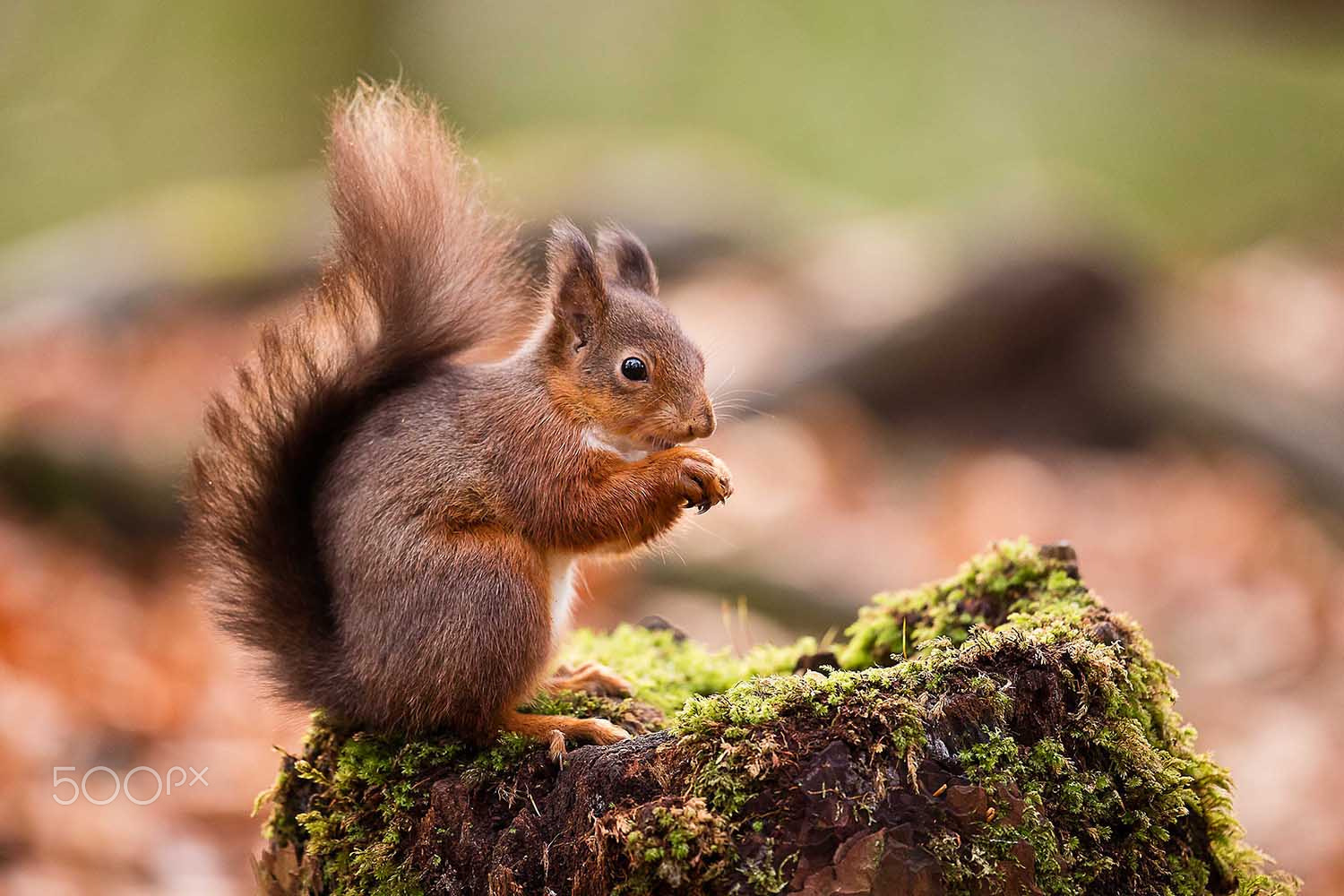 Canon EOS 5DS R sample photo. Red squirrel photography