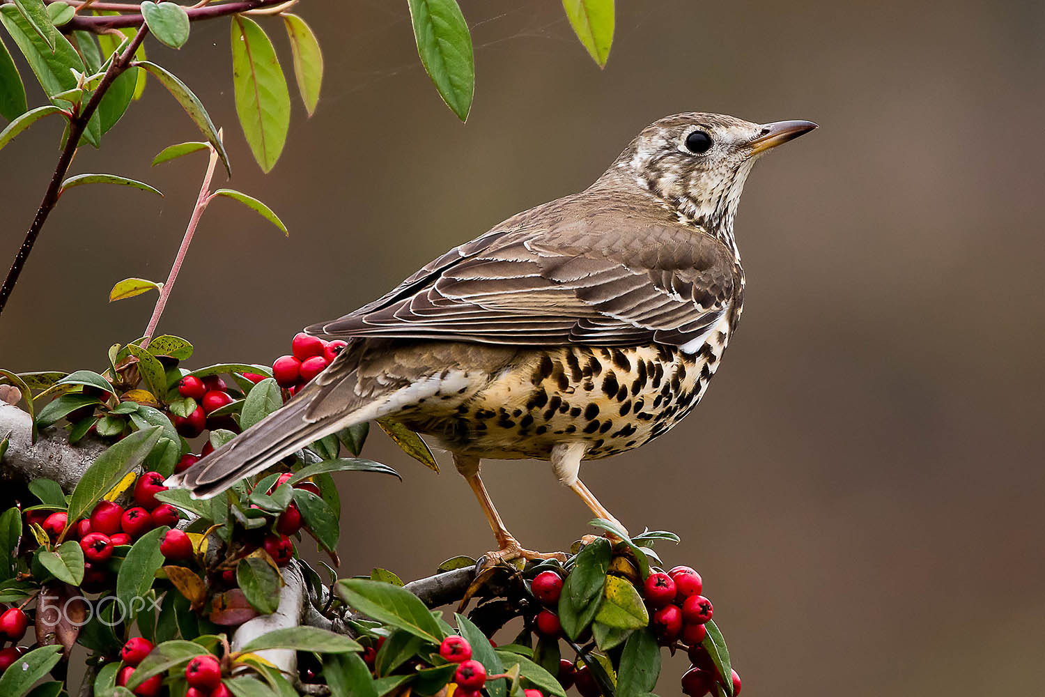 Canon EOS 5DS R + Canon EF 100-400mm F4.5-5.6L IS II USM sample photo. Song thrush photography