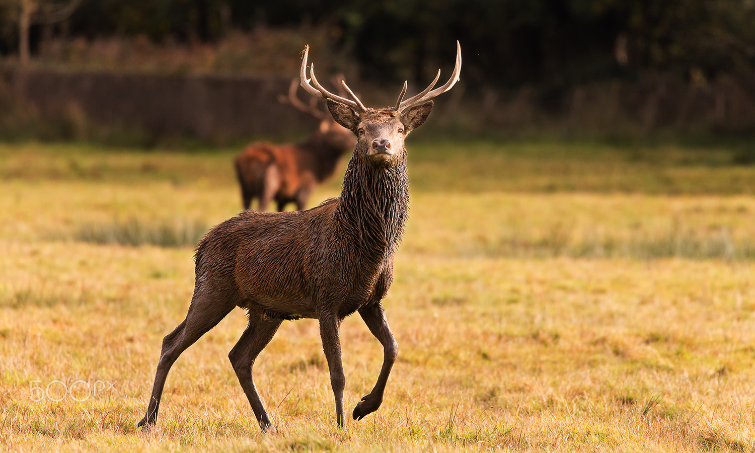 Canon EOS 5DS R sample photo. The red stag in killarney national park photography