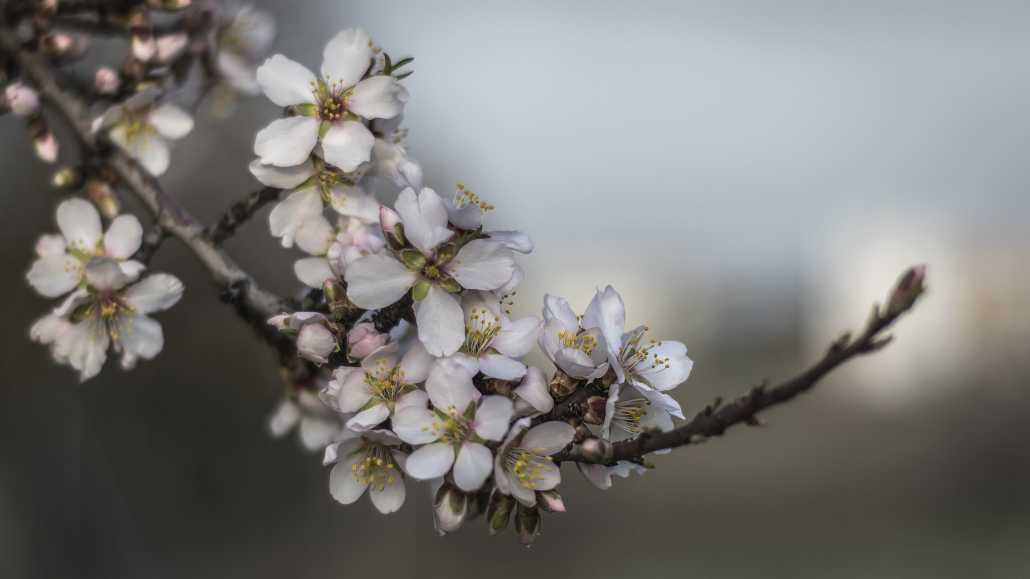 Nikon D5300 + Nikon AF Nikkor 50mm F1.8D sample photo. Las primeras de este año... photography