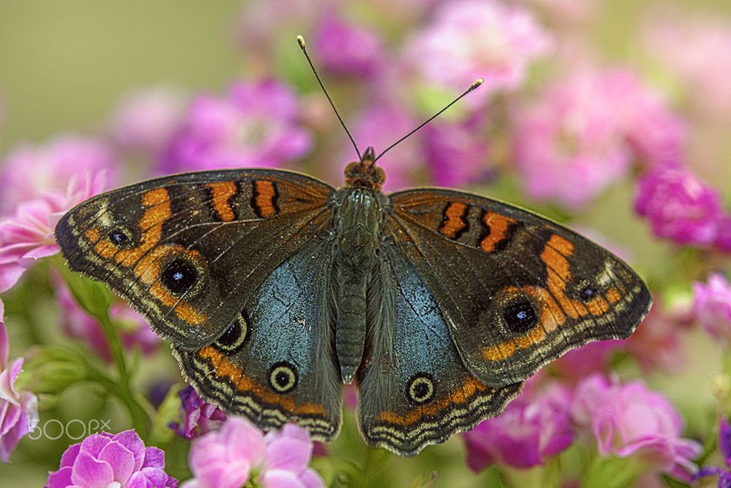 Nikon AF-S Micro-Nikkor 60mm F2.8G ED sample photo. Bela borboleta photography