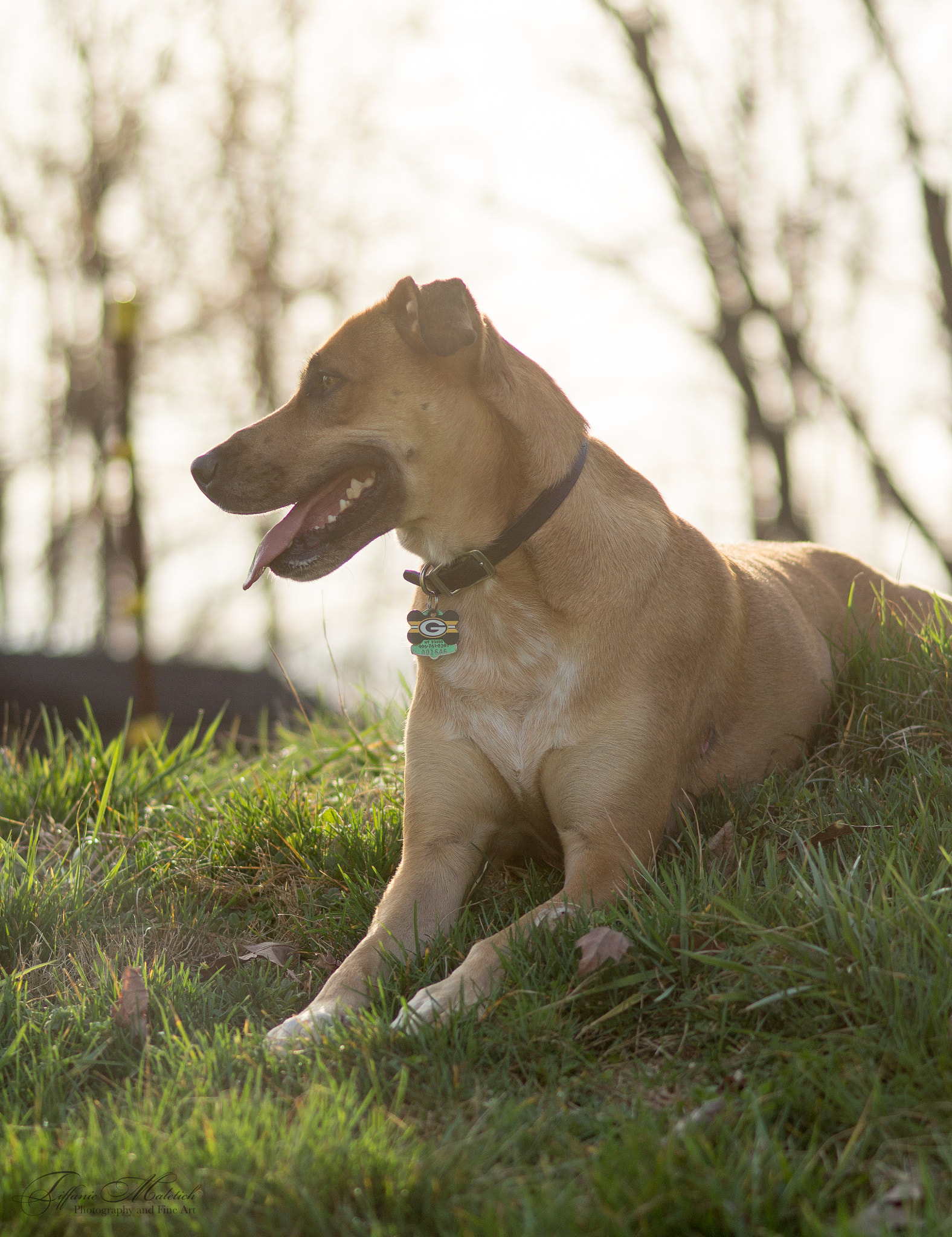 Sony SLT-A57 + Sony 85mm F2.8 SAM sample photo. Evening sun photography