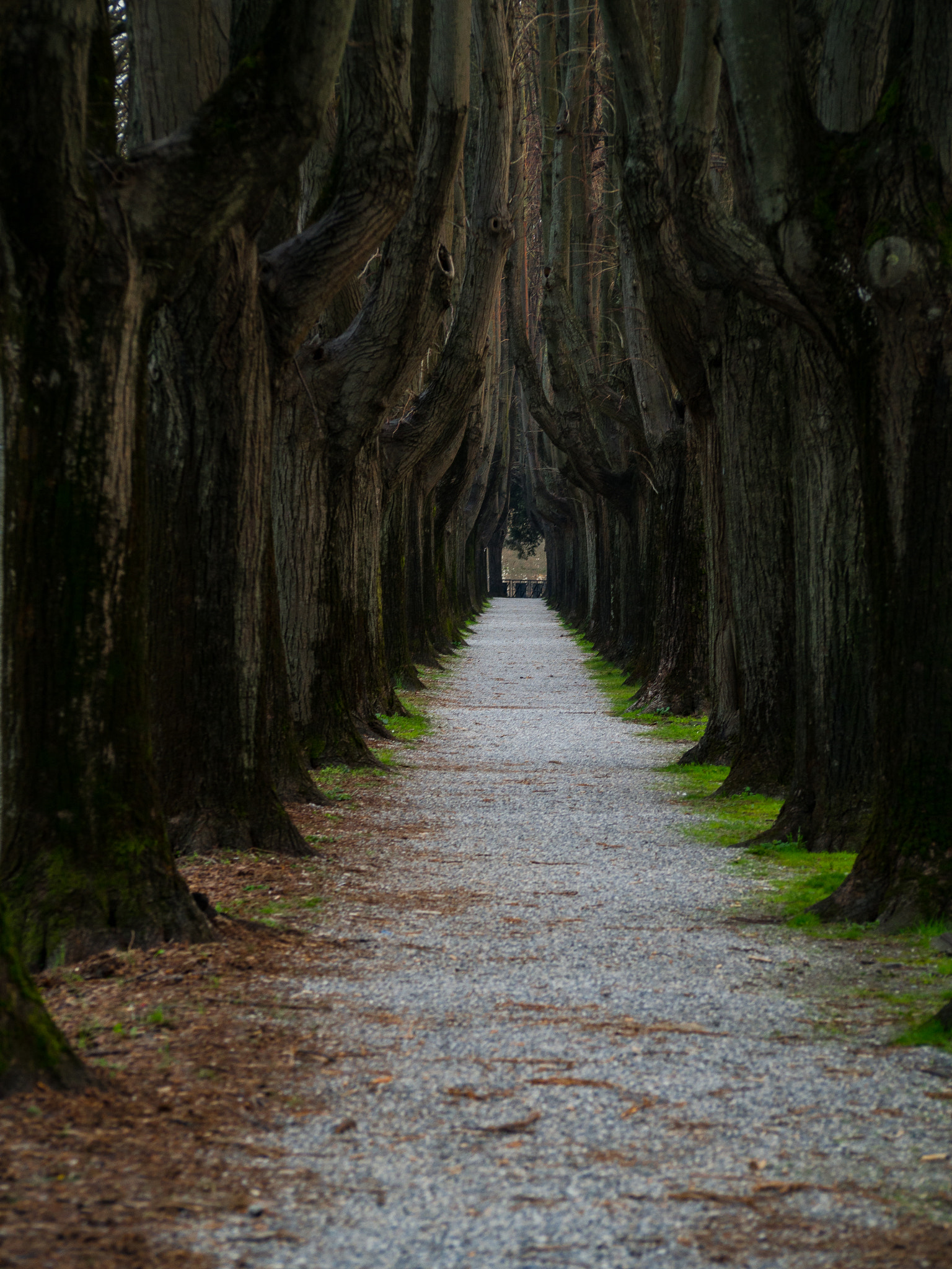 Olympus OM-D E-M10 sample photo. Il tunnel magico photography