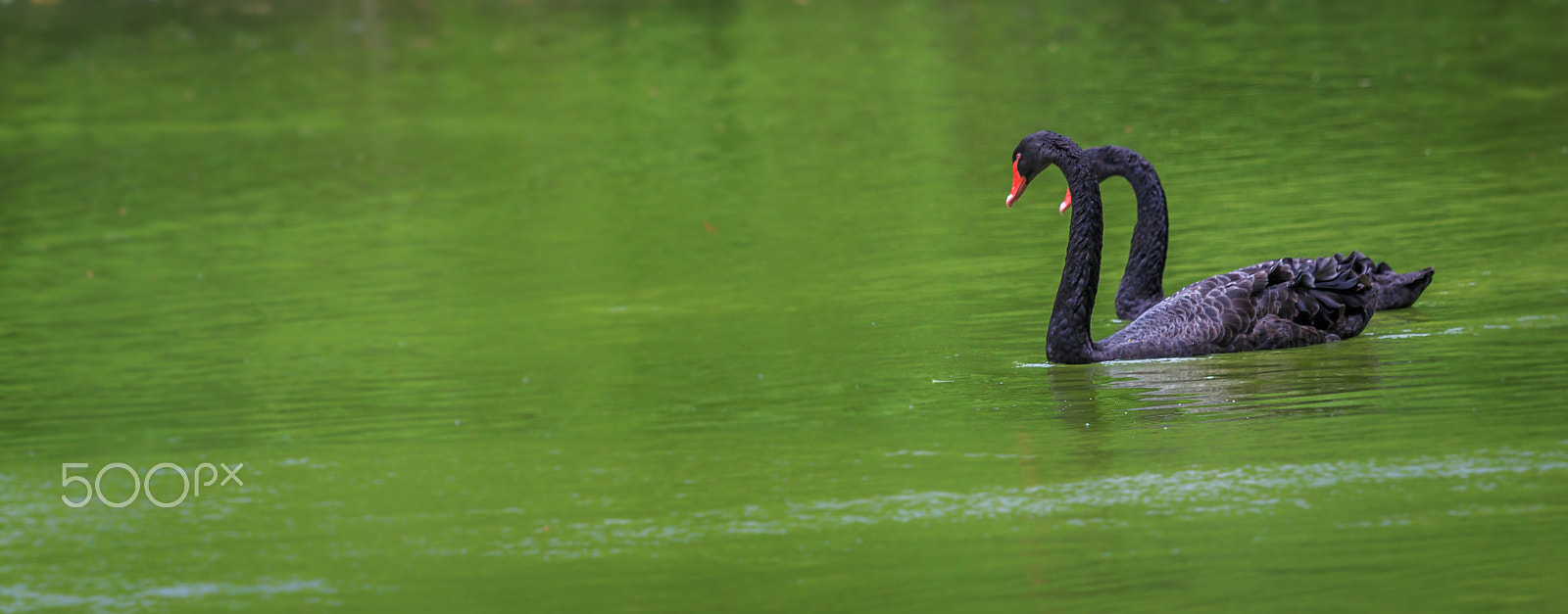 Canon EOS 70D + Canon EF 70-200mm F4L IS USM sample photo. Swim in love photography