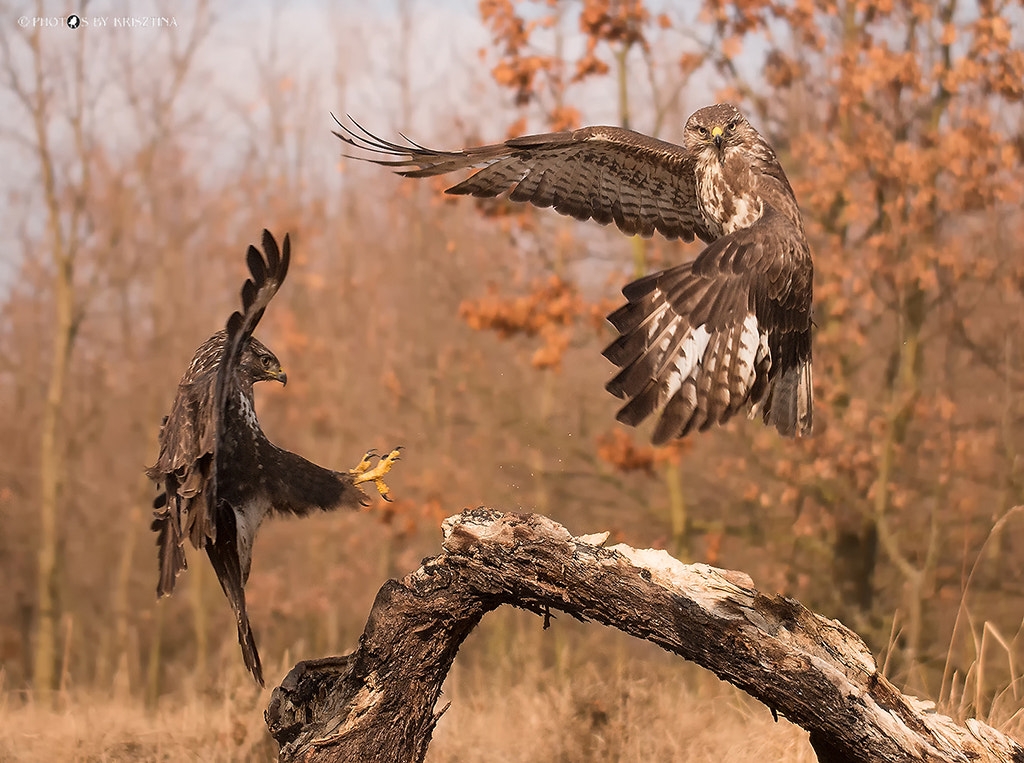 Canon EOS 70D + Sigma 50-500mm f/4-6.3 APO HSM EX sample photo. Buzzard looking into the camera during fight :-) photography