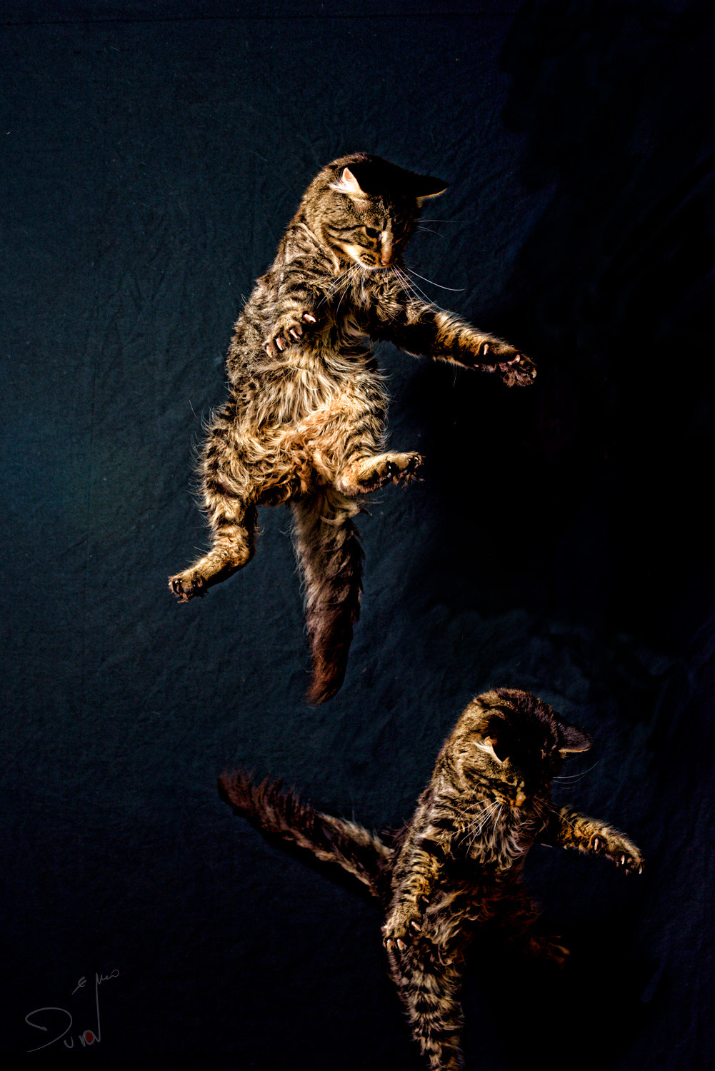 Nikon D810 + AF Zoom-Nikkor 35-70mm f/2.8D sample photo. Elvis ninja photography