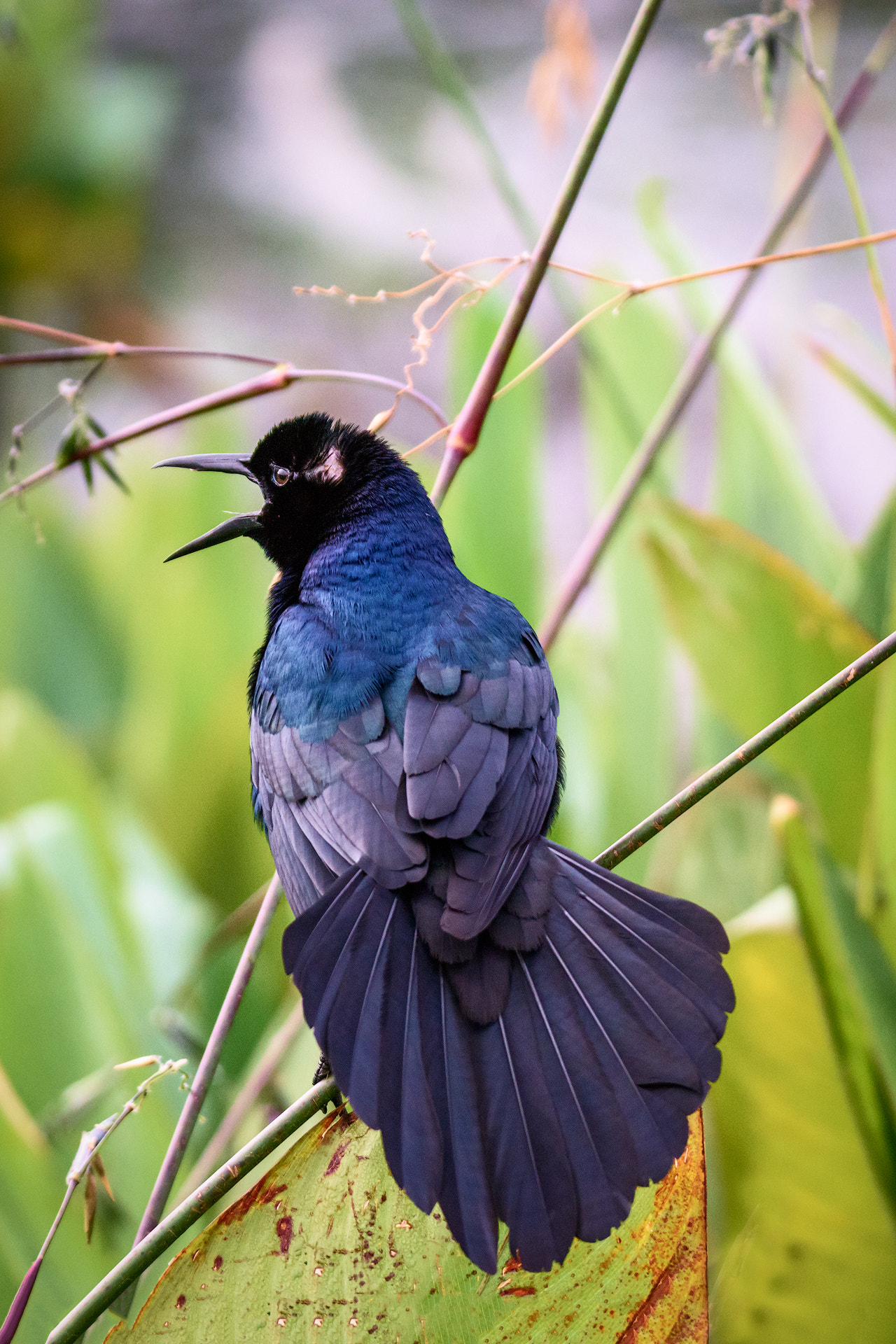 Nikon D810 + Sigma 50mm F2.8 EX DG Macro sample photo. Boat-tailed grackle photography