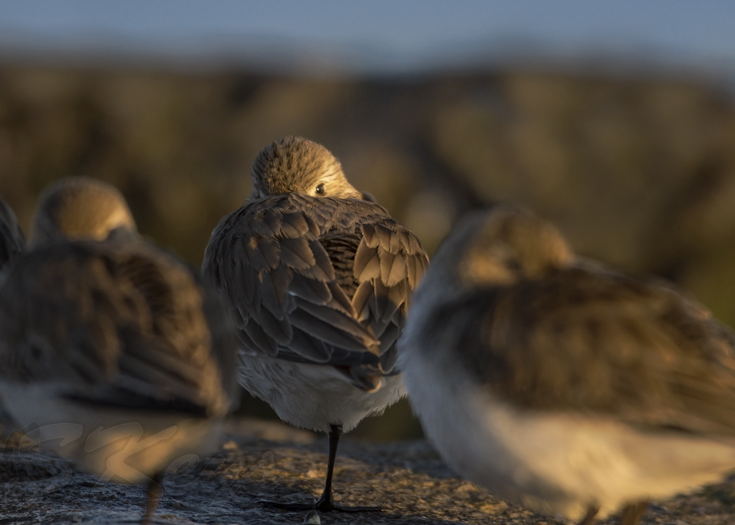 Nikon D7200 + Nikon AF-S Nikkor 500mm F4G ED VR sample photo. Watchful eye (dunlin) photography