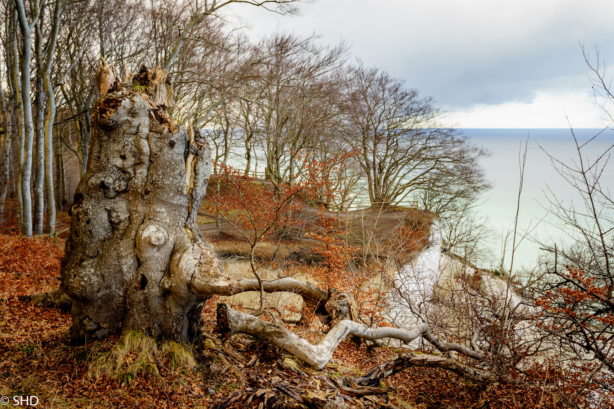 Sony a7 II sample photo. Old tree photography