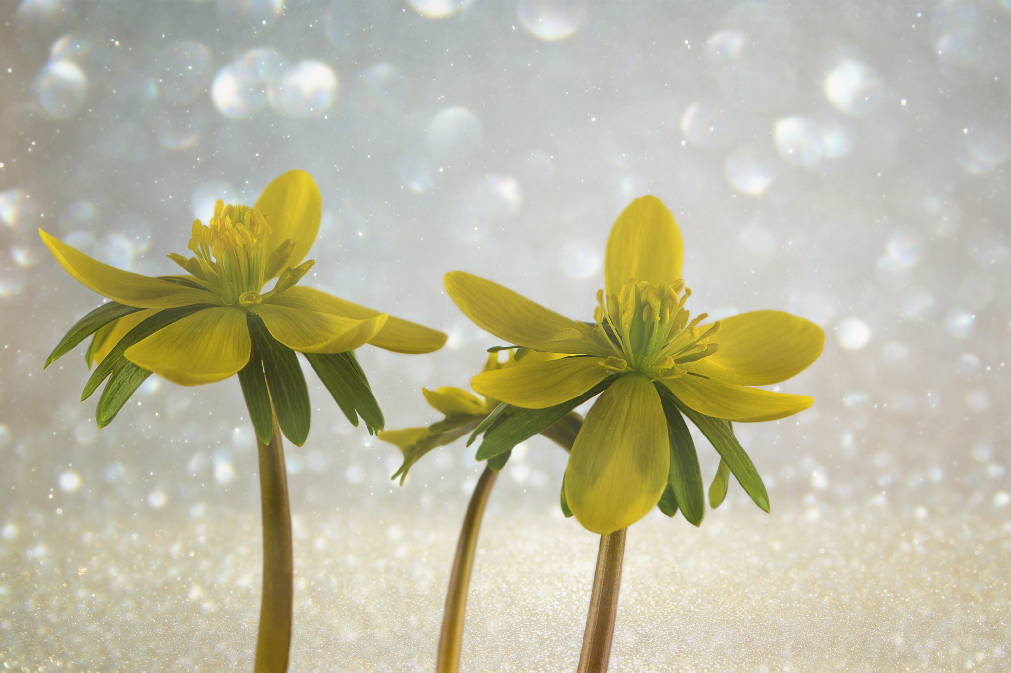 Nikon Df sample photo. Winterlinge photography