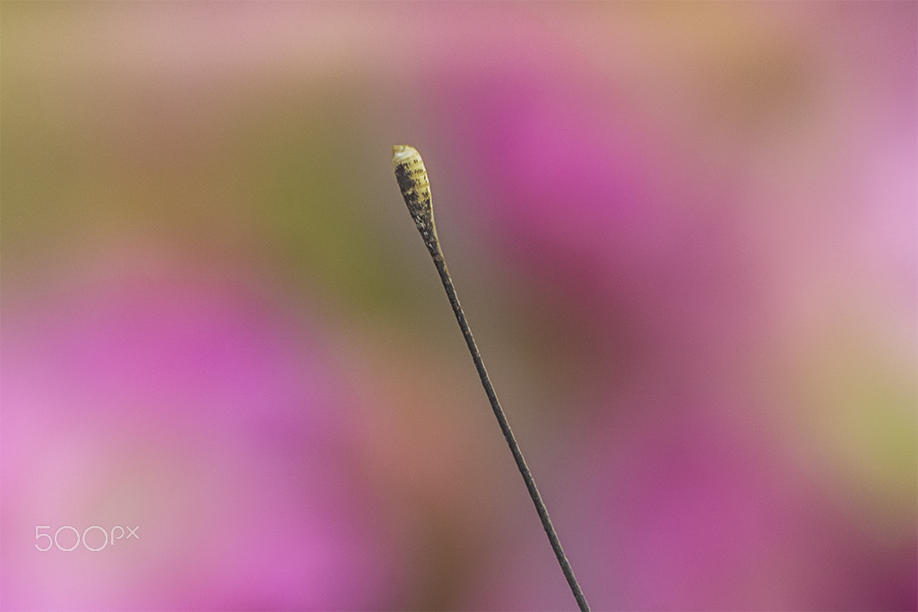 Nikon AF-S Micro-Nikkor 60mm F2.8G ED sample photo. A antena  de uma borboleta photography