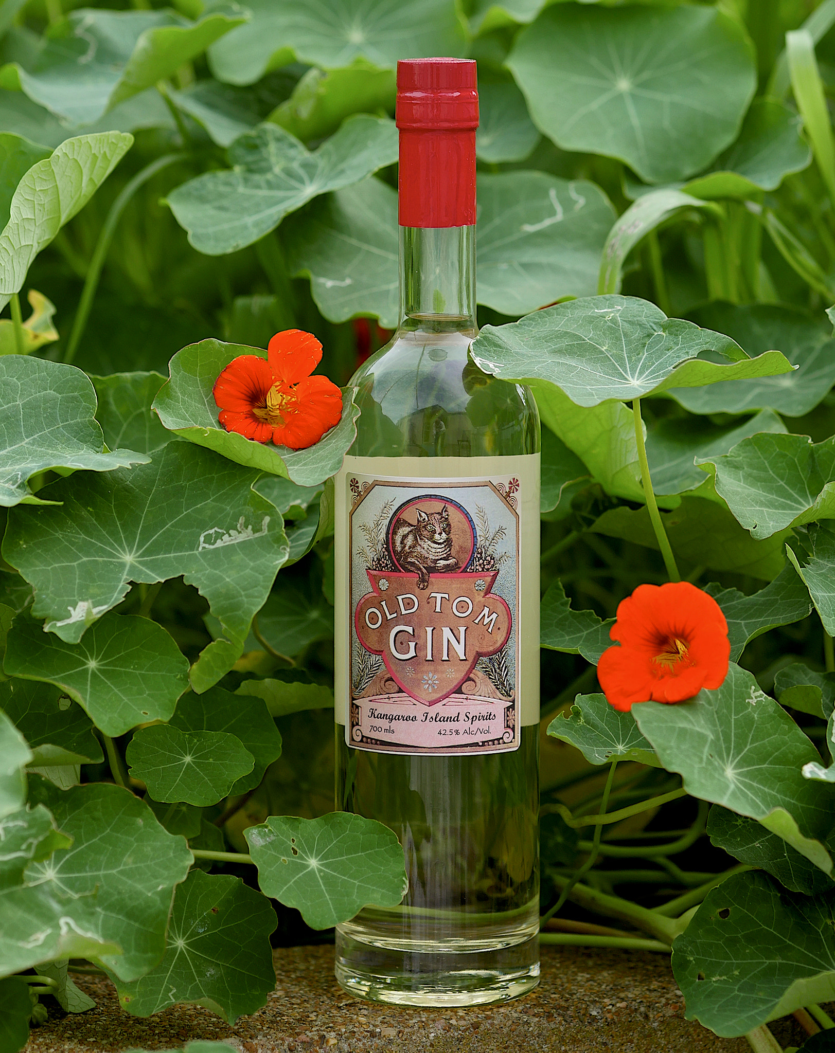 Panasonic Lumix DMC-GH4 + Olympus M.Zuiko Digital ED 75mm F1.8 sample photo. Old tom in nasturtiums photography
