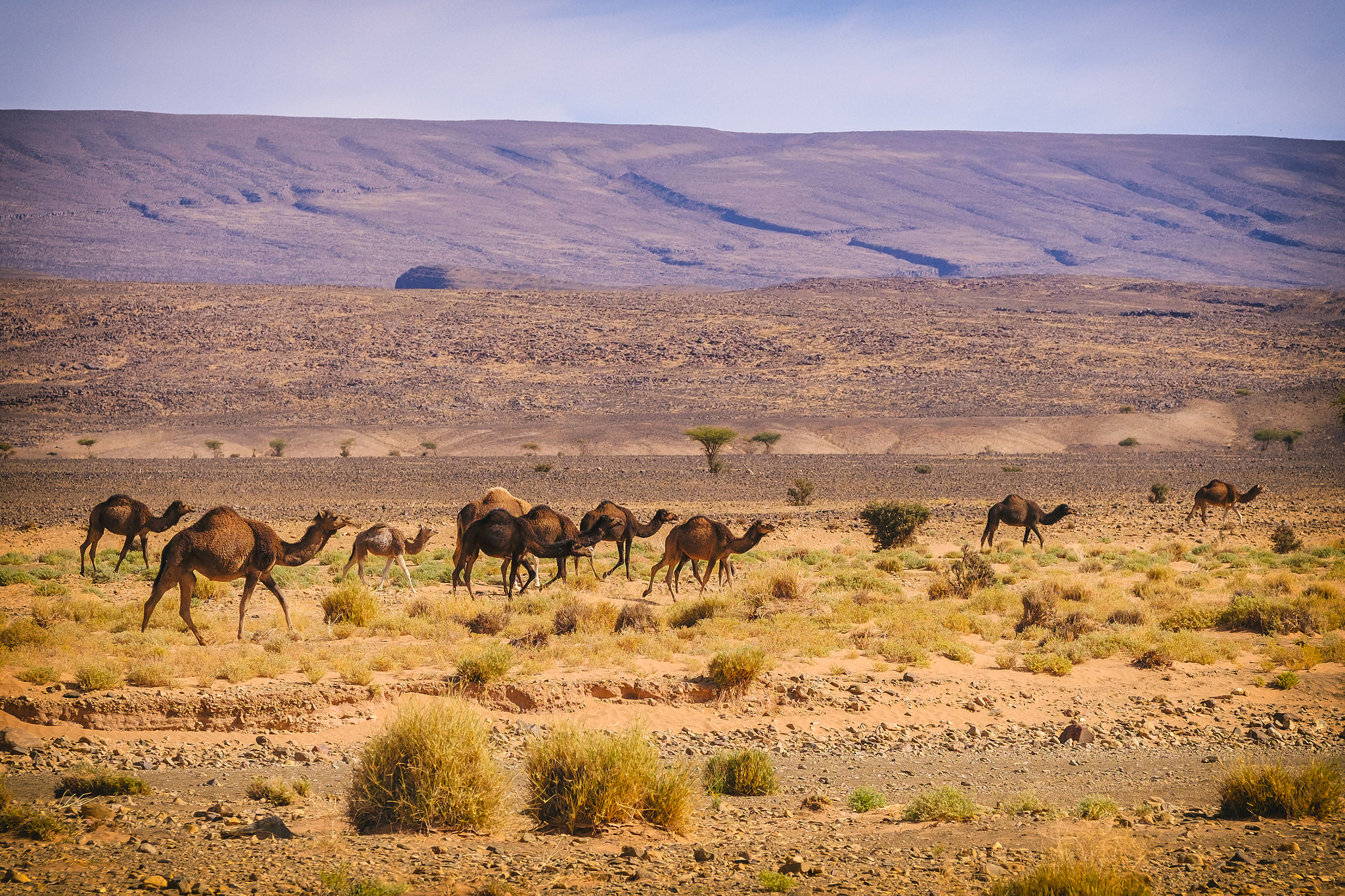 Fujifilm X-Pro2 + Fujifilm XF 50-140mm F2.8 R LM OIS WR sample photo. Dromedary photography