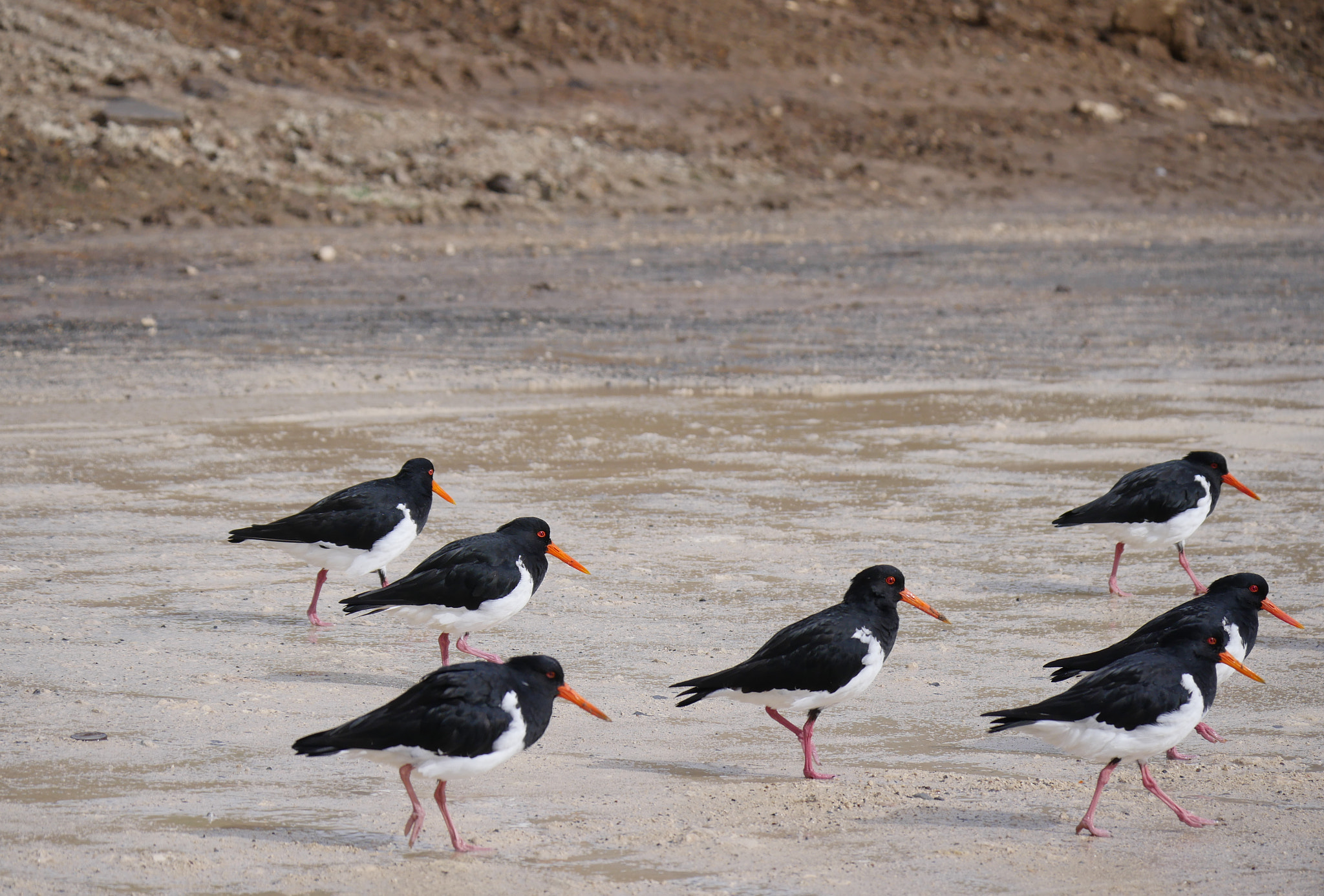 Panasonic Lumix DMC-GX8 + LEICA DG 100-400/F4.0-6.3 sample photo. Oyster catchers photography