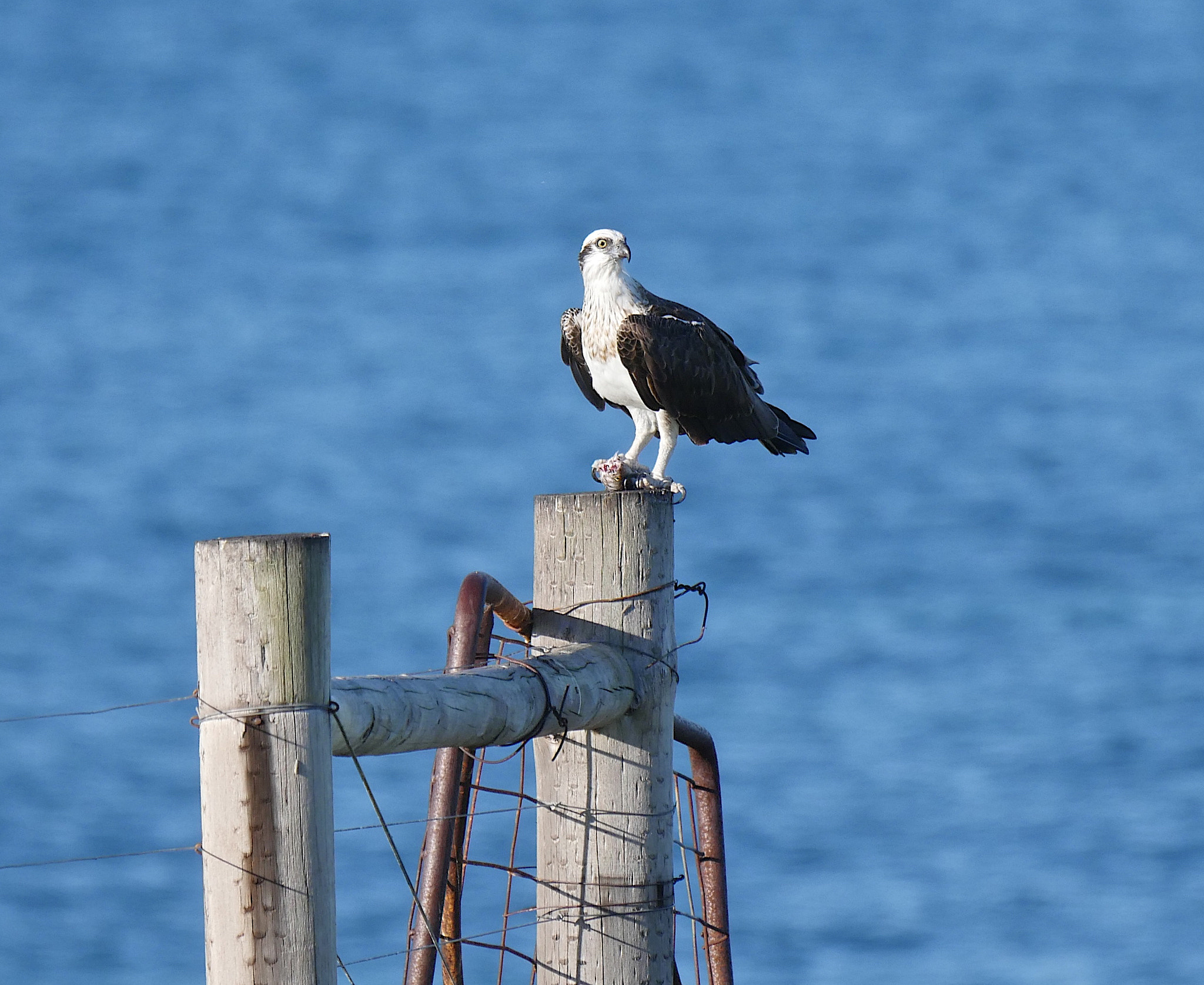 Panasonic Lumix DMC-GH4 + LEICA DG 100-400/F4.0-6.3 sample photo. Osprey photography