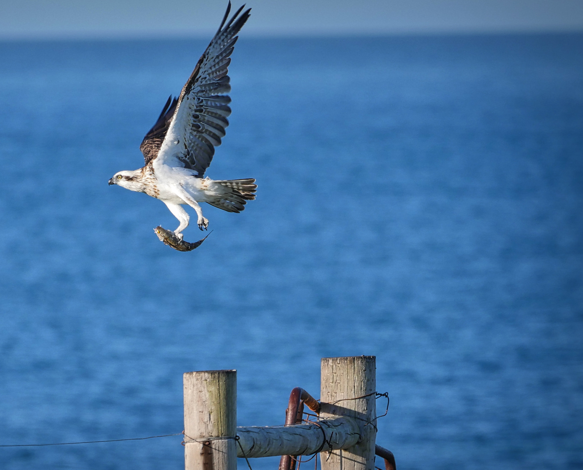 Panasonic Lumix DMC-GH4 + LEICA DG 100-400/F4.0-6.3 sample photo. Osprey and catch photography