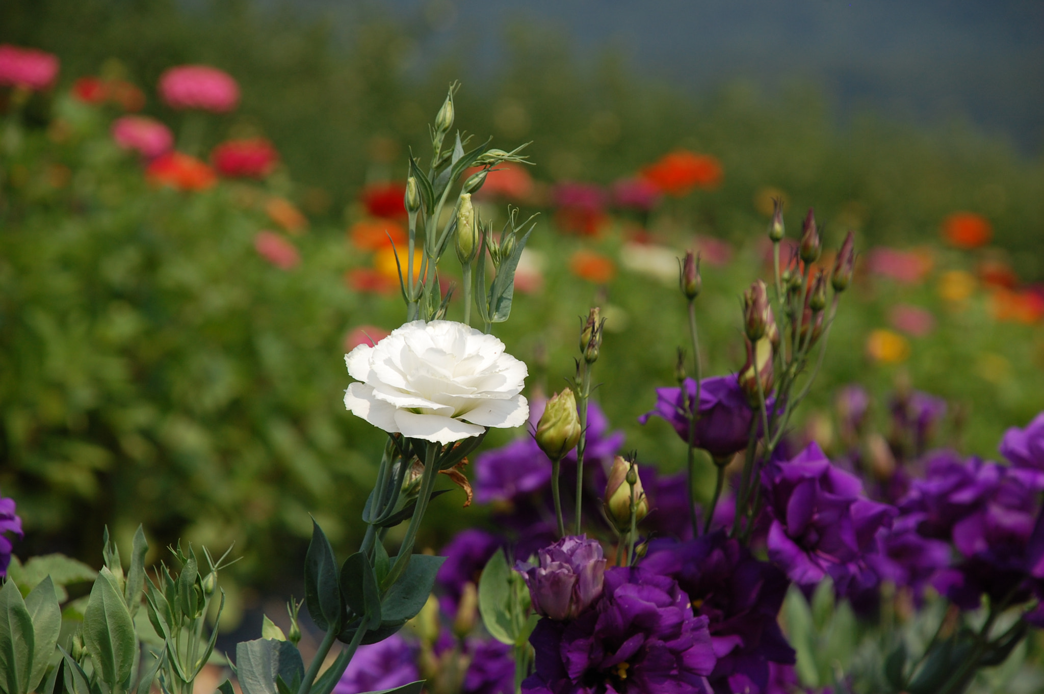 Nikon D40 sample photo. Rose photography