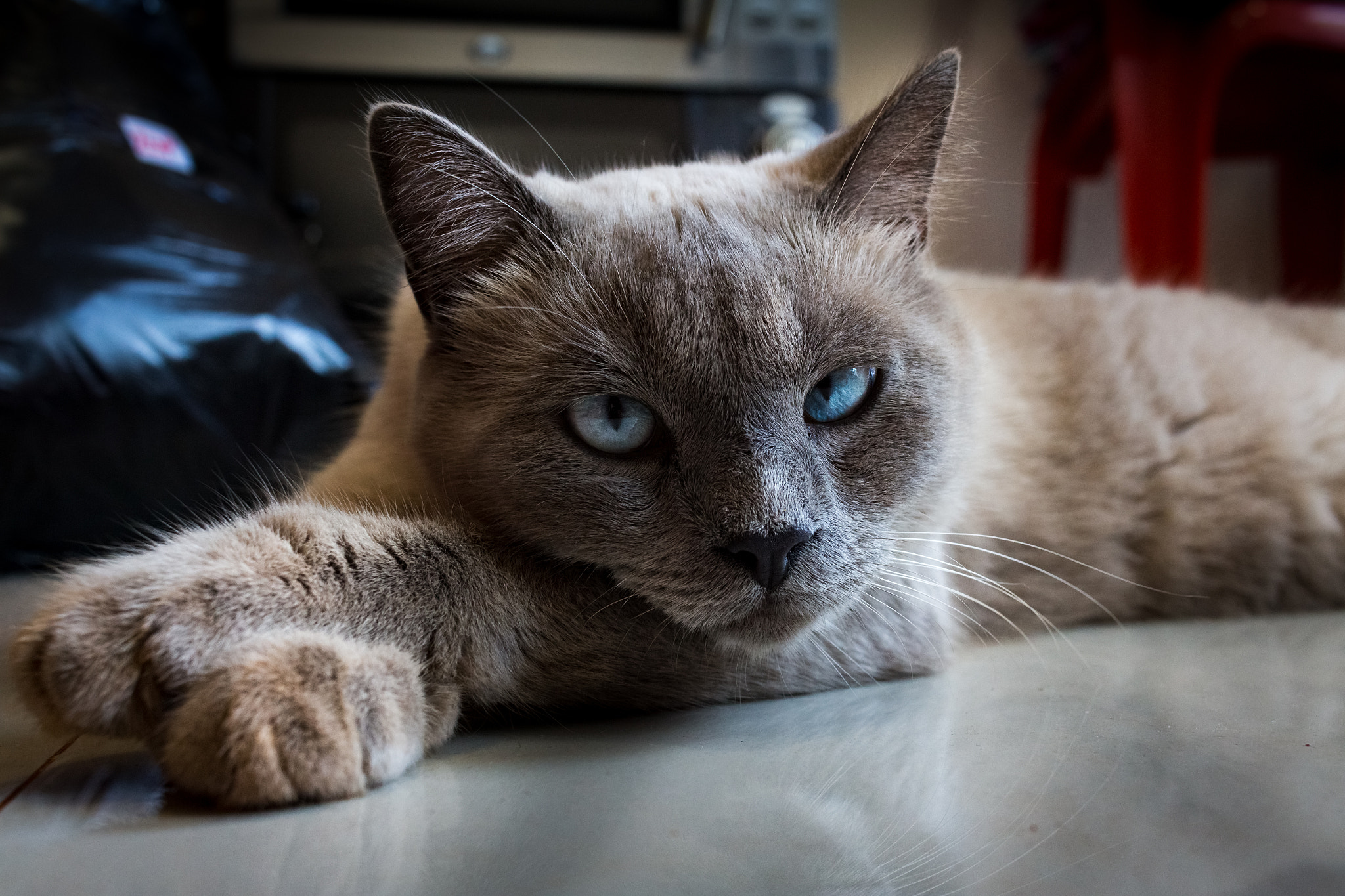 Canon EF-S 24mm F2.8 STM sample photo. Sleepy photography