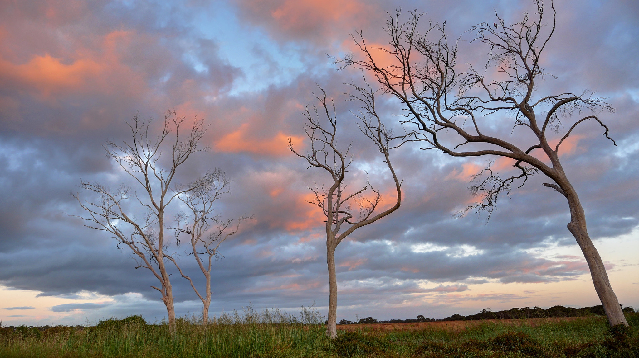 Panasonic Lumix DMC-GH4 sample photo. Trees at cygnet river photography