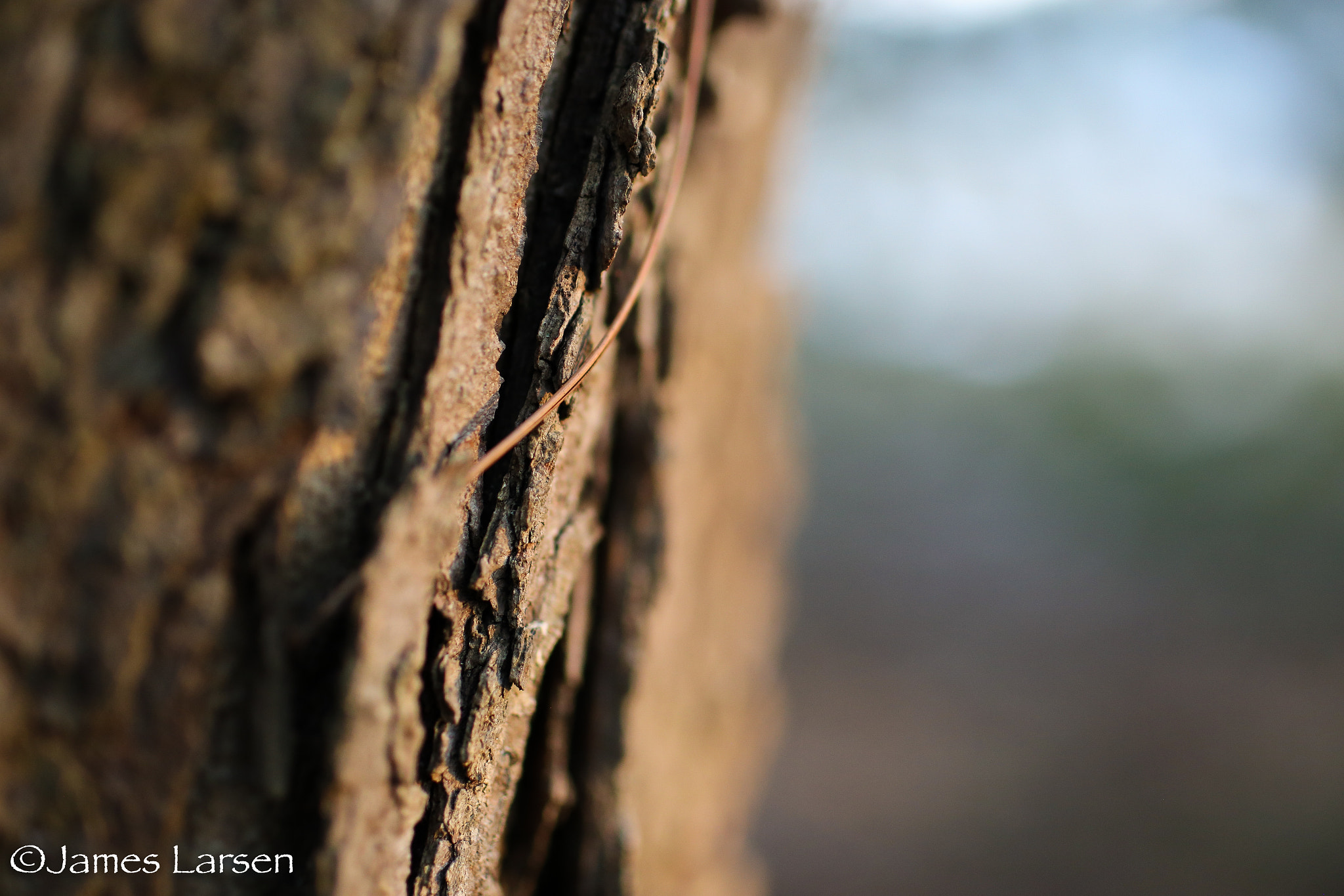 Canon EOS 6D + Tamron SP 45mm F1.8 Di VC USD sample photo. Dried pine needle in bark photography