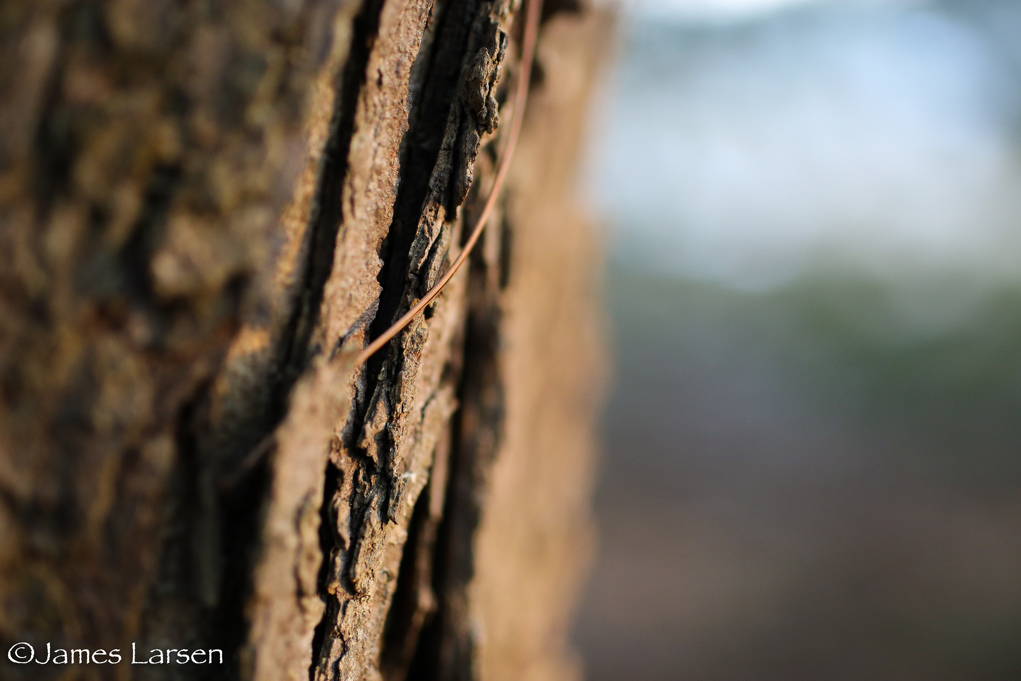 Tamron SP 45mm F1.8 Di VC USD sample photo. Dried pine needle in bark photography