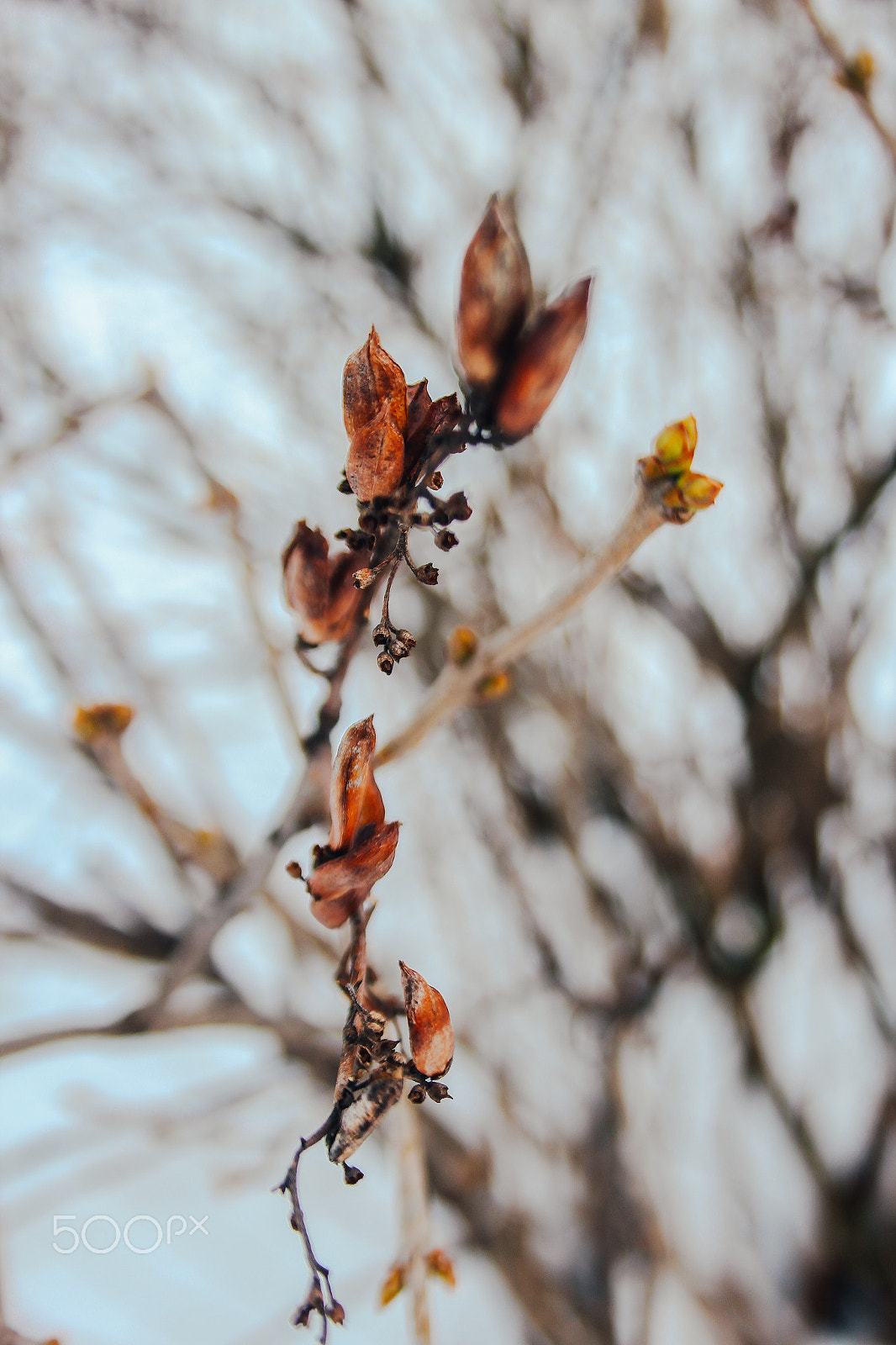 Canon EF-S 18-55mm F3.5-5.6 II sample photo. Don't dream your life , live your dream photography