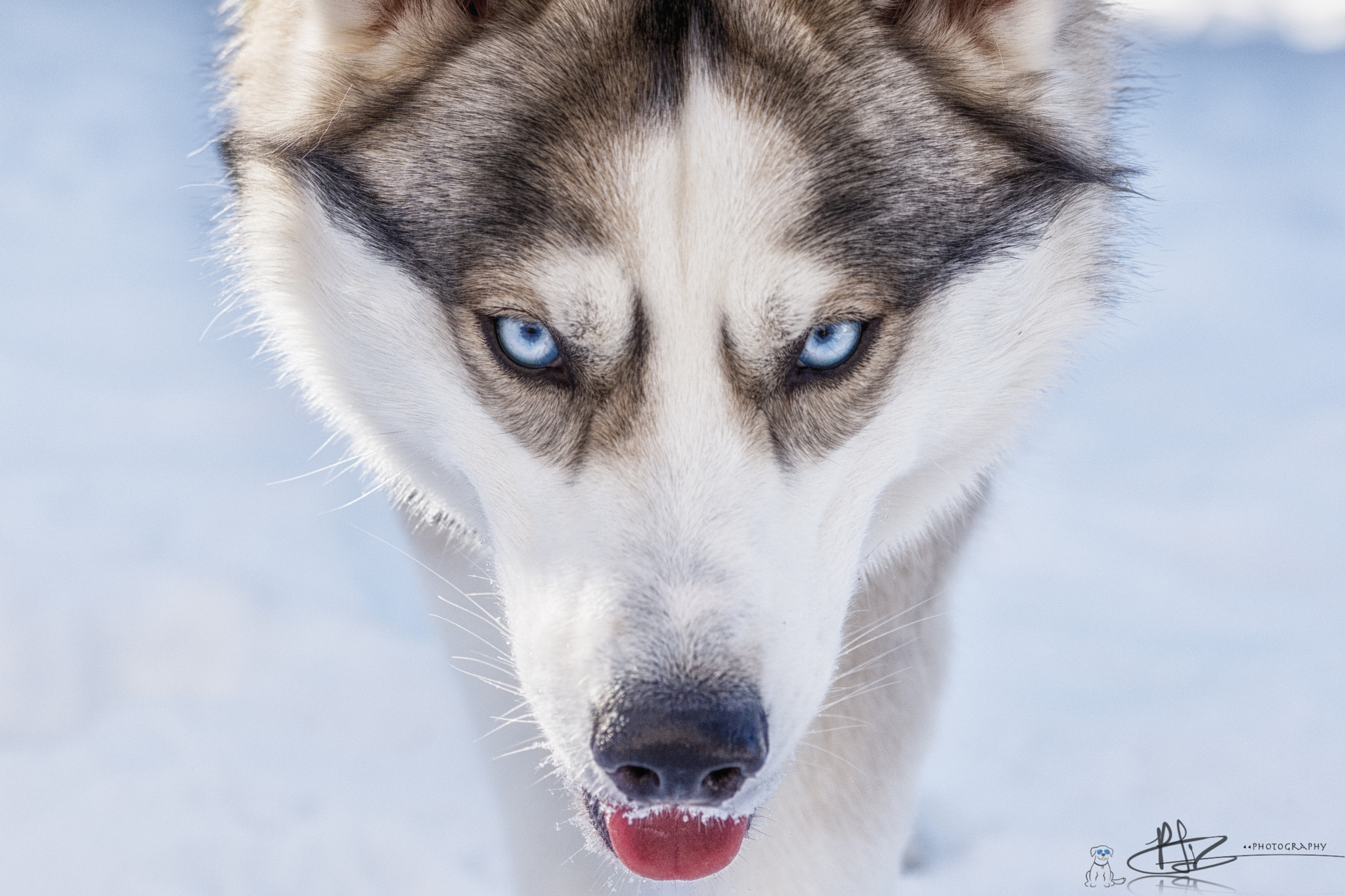 Nikon D7200 sample photo. Pure husky love photography