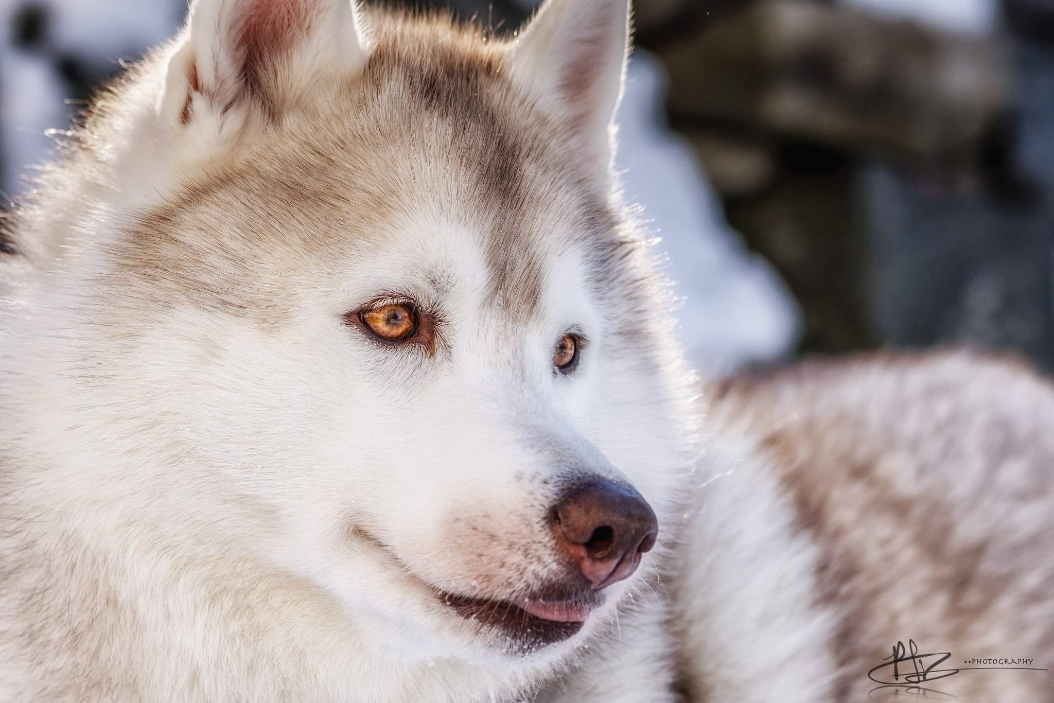 Nikon D7200 sample photo. Pure husky love photography