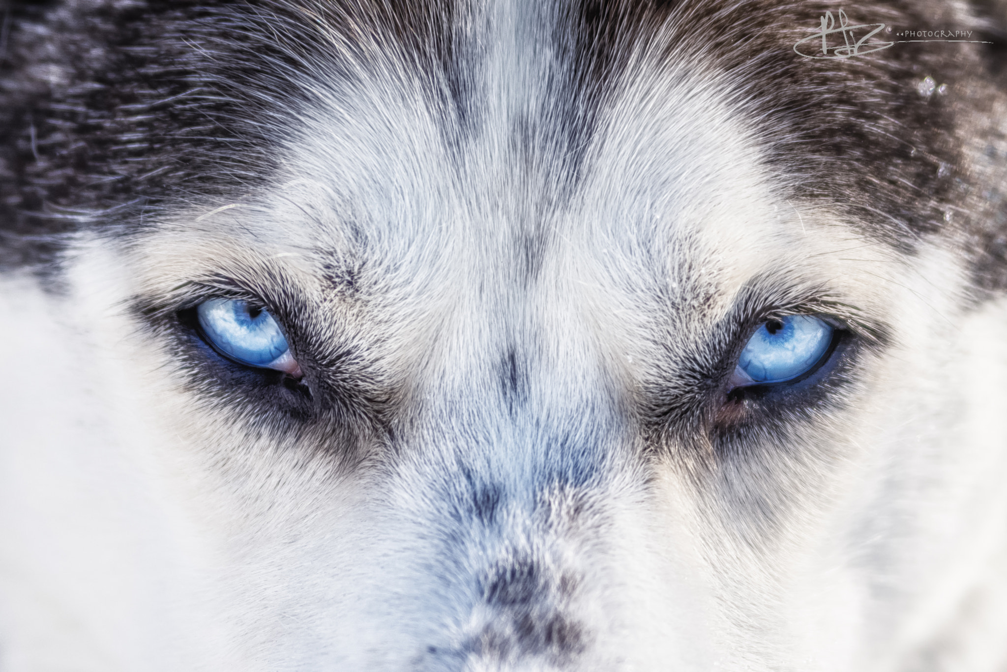 Nikon D7200 sample photo. Pure husky love photography