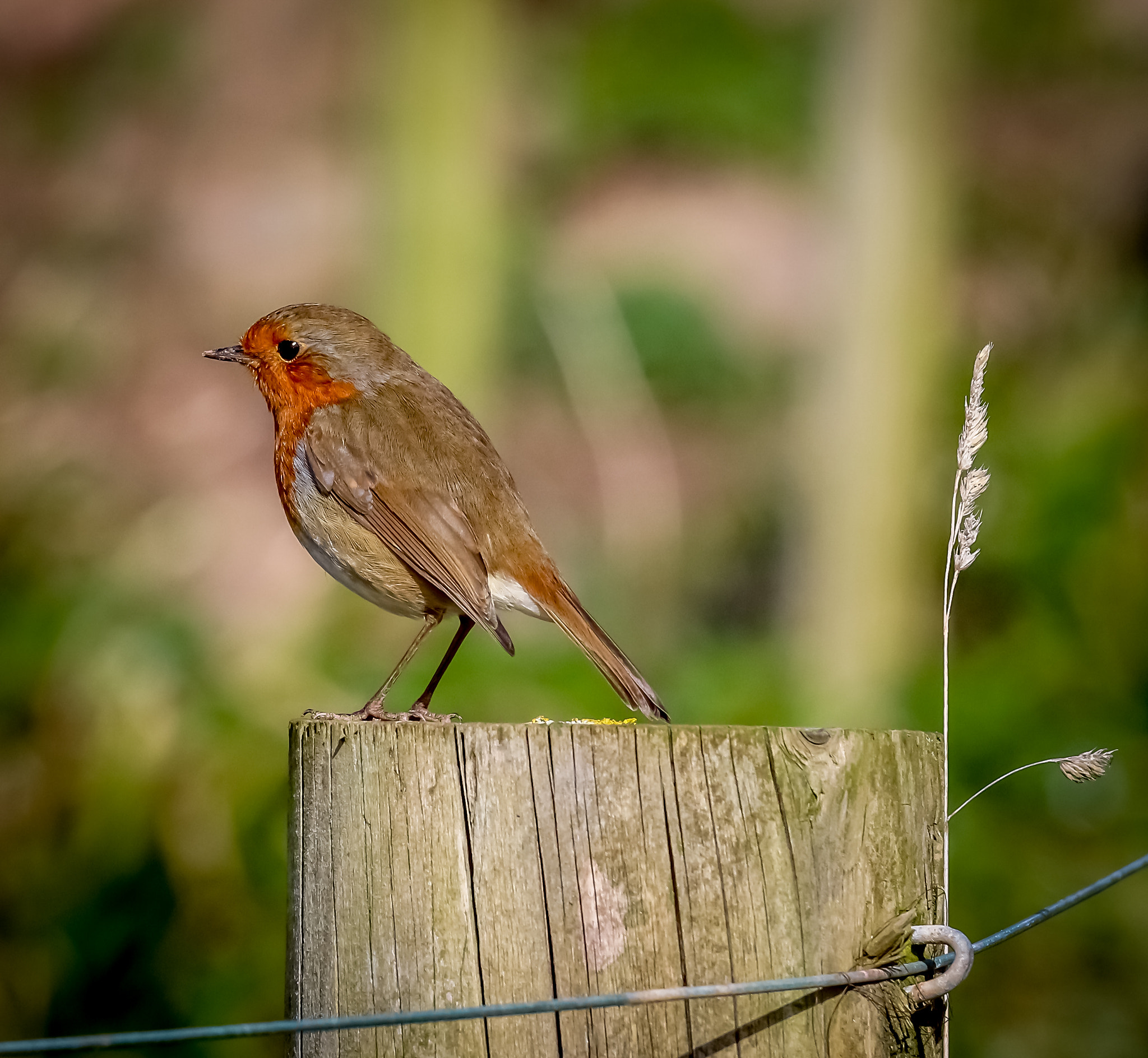 Canon EF 70-200mm F4L IS USM sample photo. Robin at wembury photography