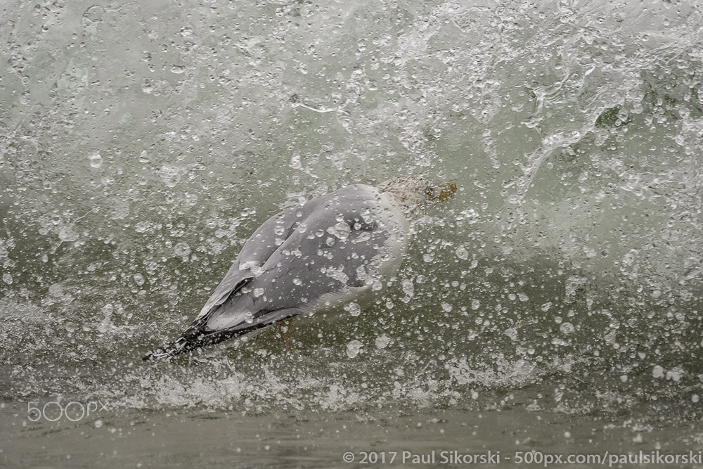Nikon D500 sample photo. Hit by a wave photography