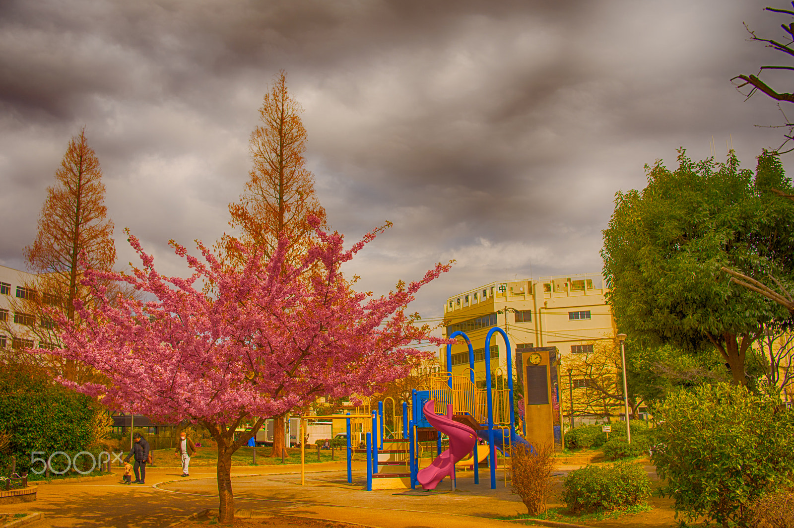 Pentax K-3 sample photo. Plum tree in the park photography