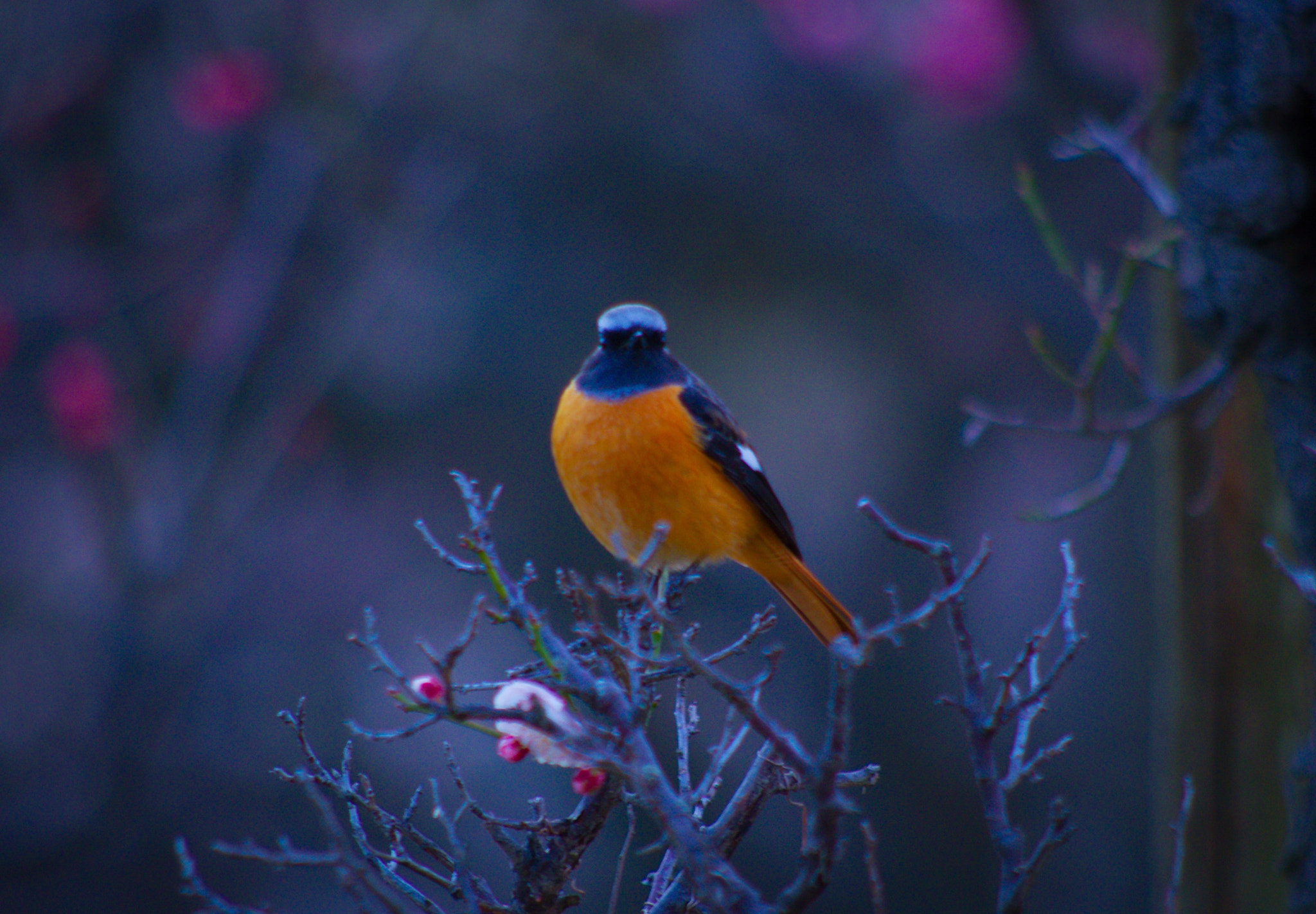 HD Pentax DA 55-300mm F4.0-5.8 ED WR sample photo. Wait for spring photography