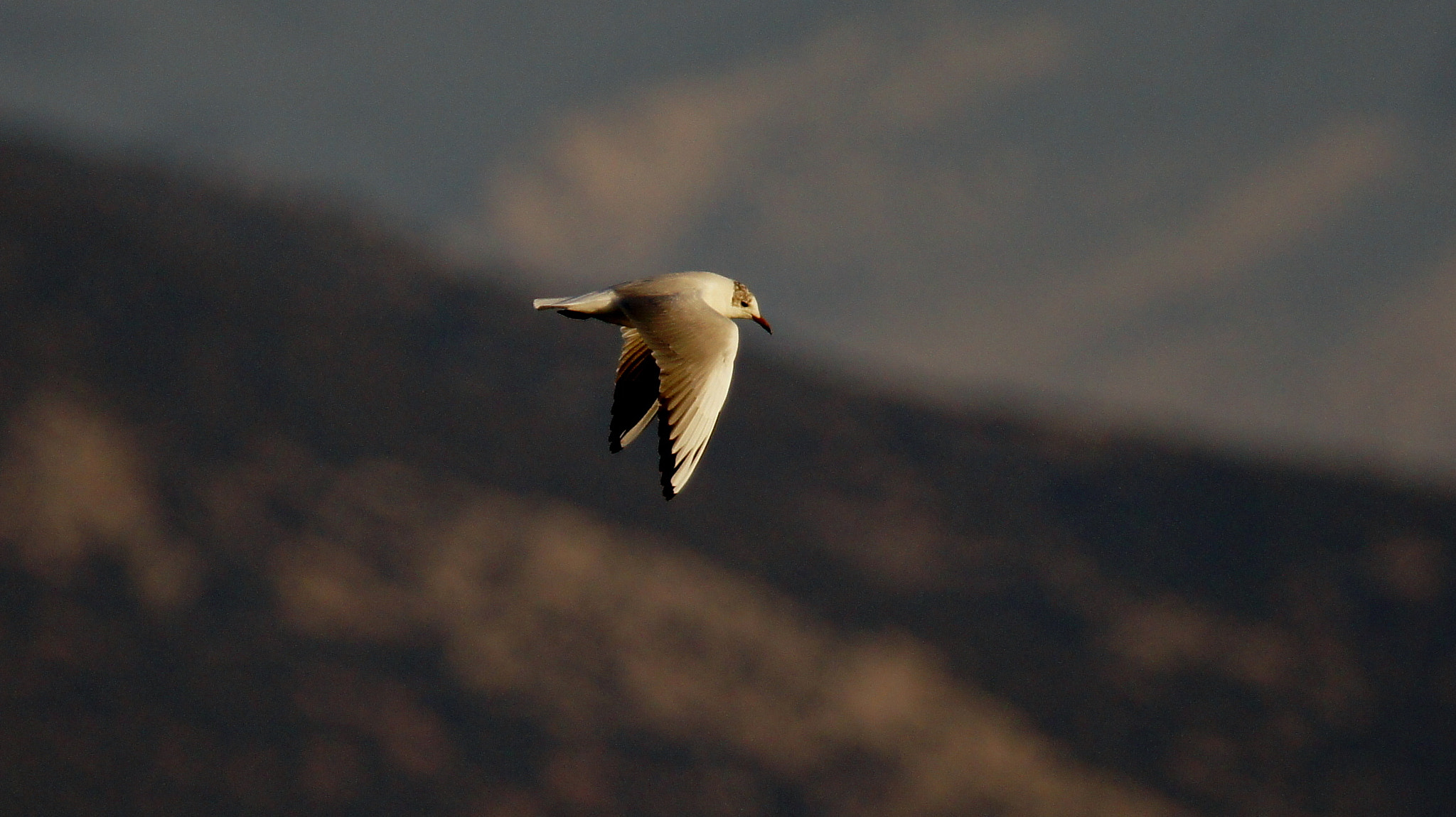 Sony SLT-A55 (SLT-A55V) + Tamron SP 150-600mm F5-6.3 Di VC USD sample photo. EĞİrdİr lake  ii photography