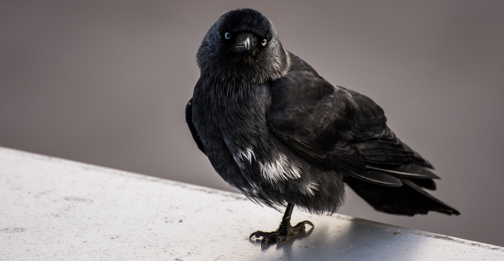 Nikon D7200 sample photo. Fearless photography