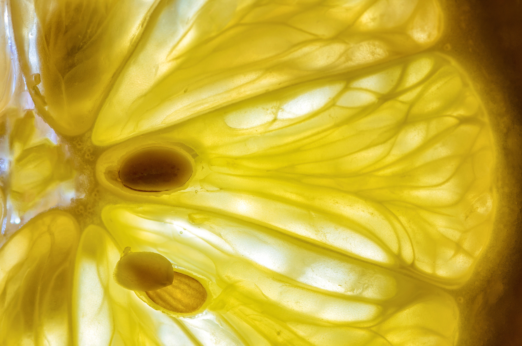 Tokina AT-X Pro 100mm F2.8 Macro sample photo. Slice from the other world photography