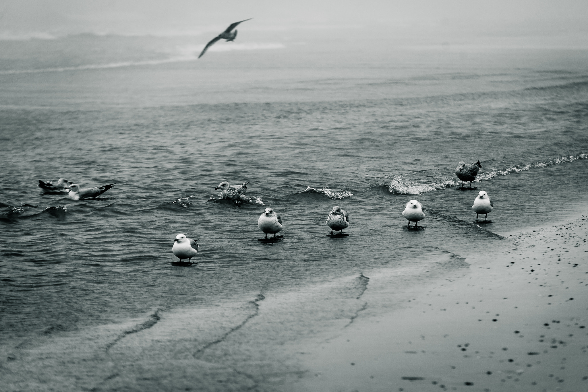 Canon EOS 5D Mark II sample photo. Seagulls in the waves photography
