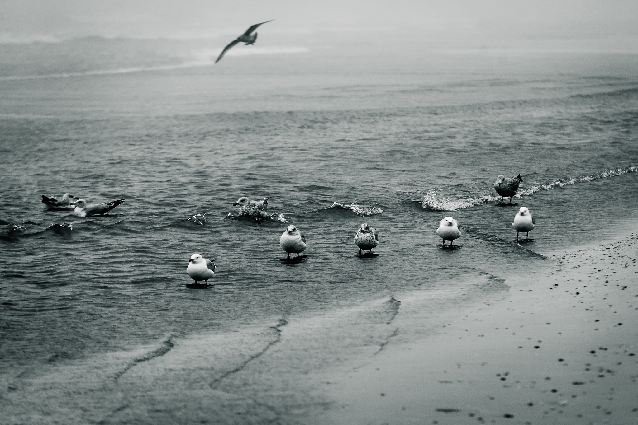 Canon EOS 5D Mark II + Sigma 70-200mm F2.8 EX DG OS HSM sample photo. Seagulls in the waves photography