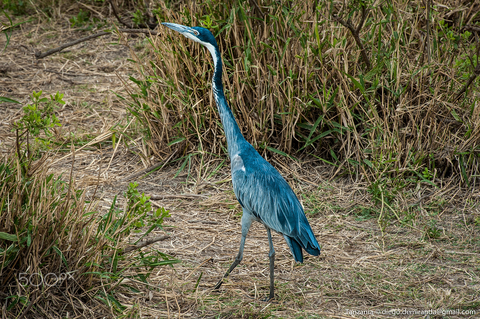 Nikon D700 sample photo. Blue bird photography