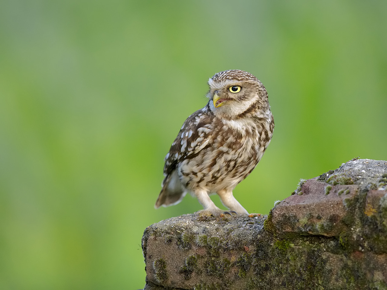 Canon EOS-1D X + Canon EF 600mm F4L IS II USM sample photo. Little owl.  photography