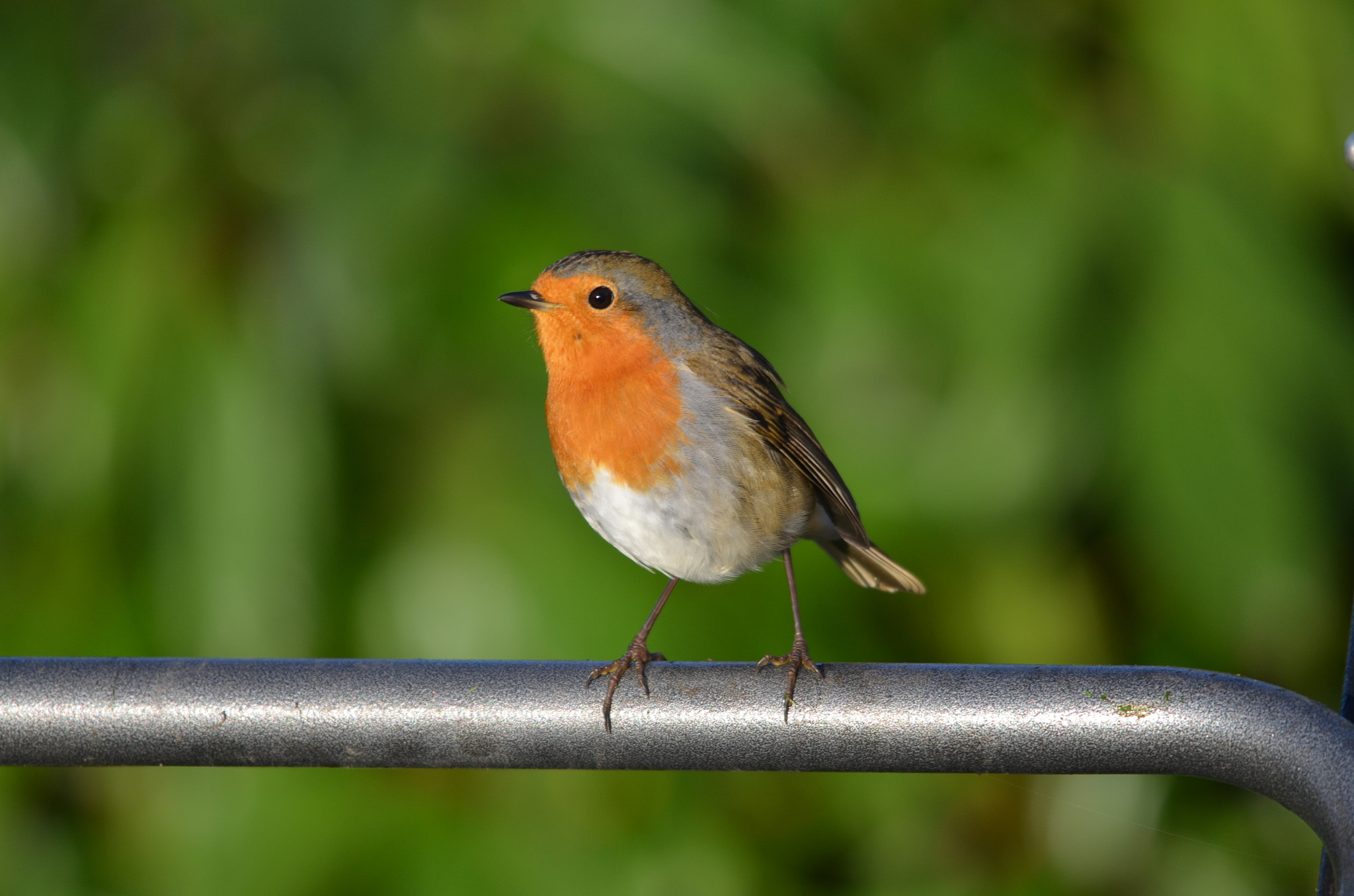 Nikon D5100 + Sigma 150-500mm F5-6.3 DG OS HSM sample photo. Robin redbreast photography