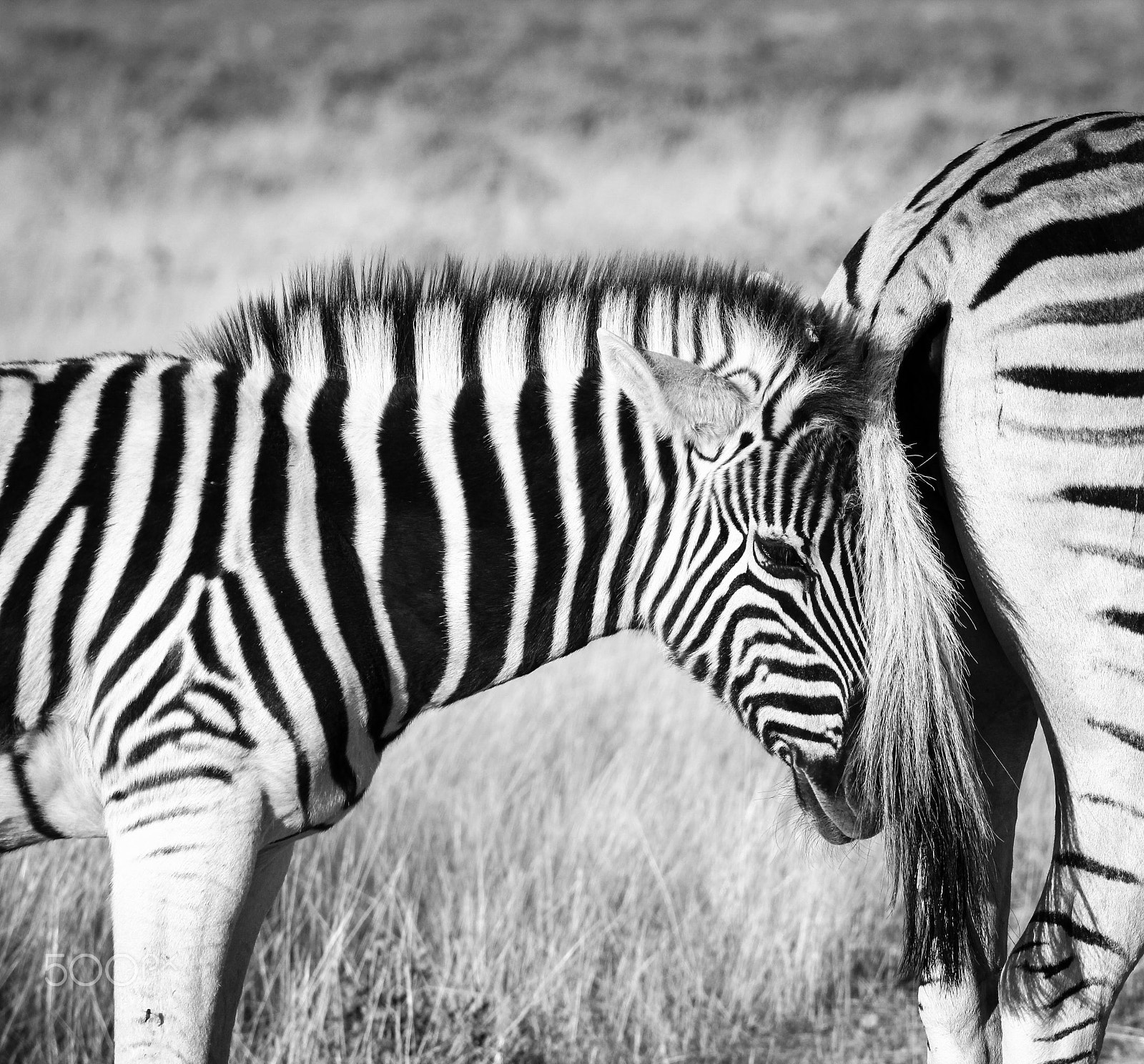 Canon EOS 550D (EOS Rebel T2i / EOS Kiss X4) sample photo. Young baby zebra cuddles with its mother. photography