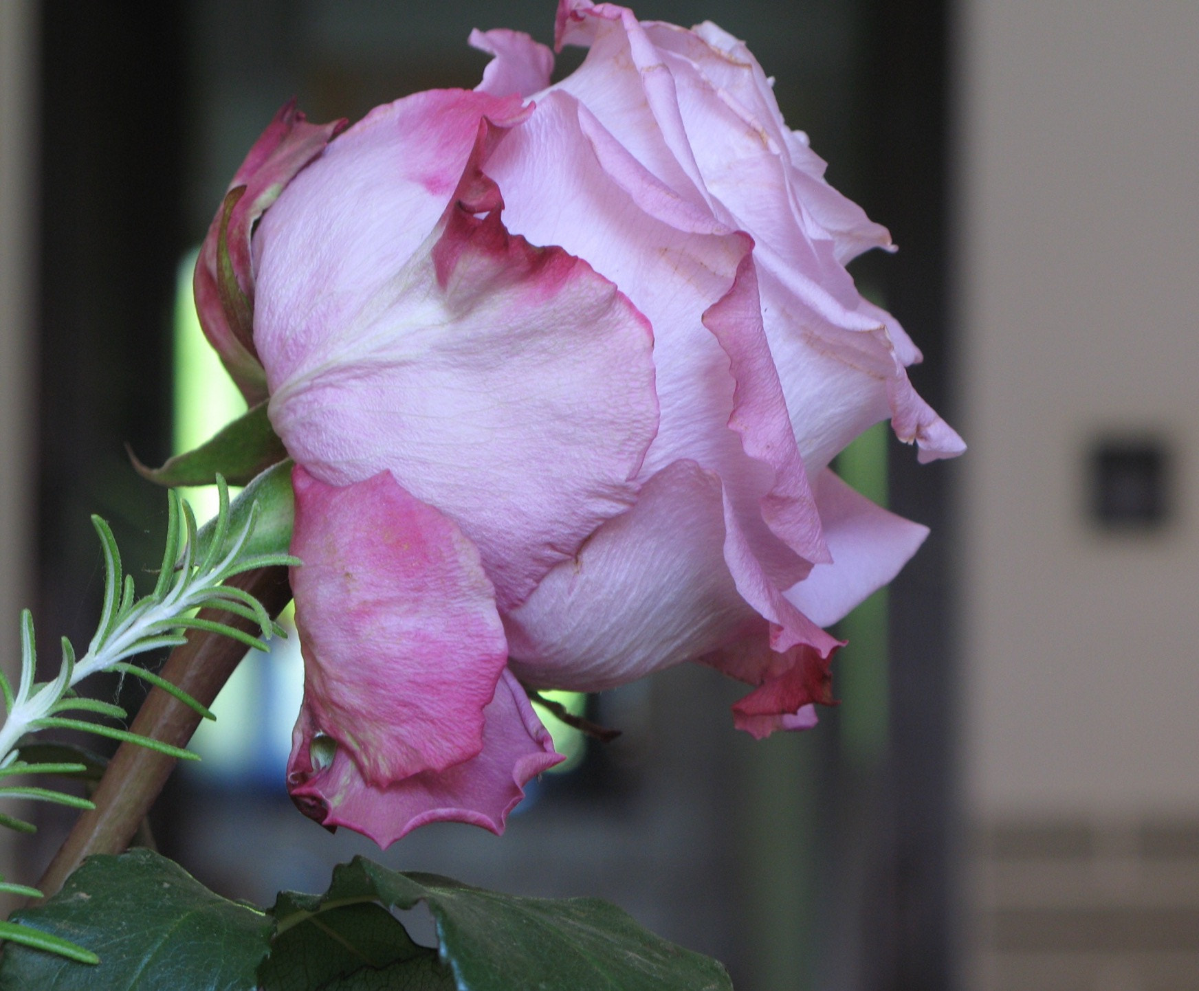 Canon POWERSHOT G7 sample photo. Untitled photography