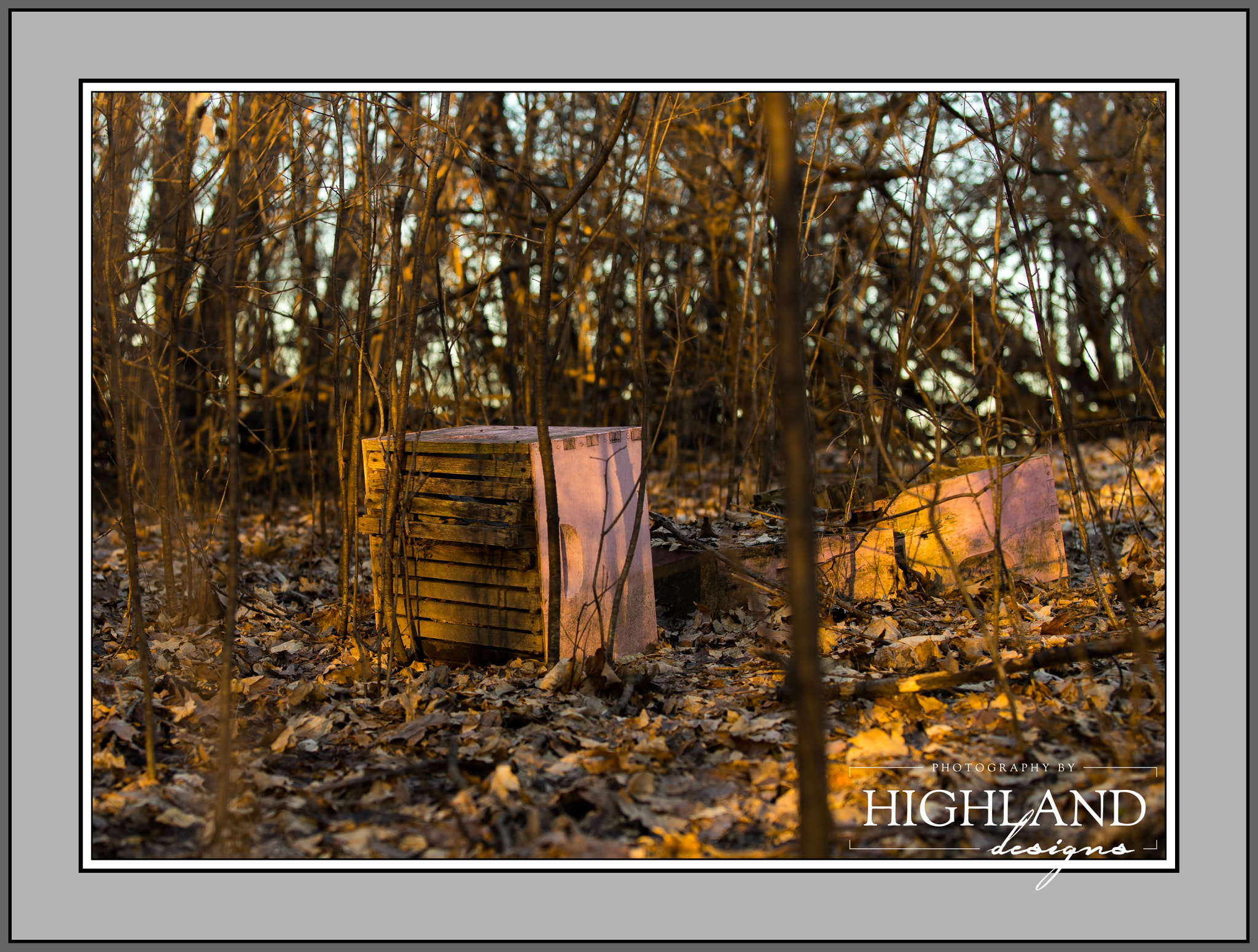 Canon EF 70-200mm F2.8L USM sample photo. Forgotten hive photography