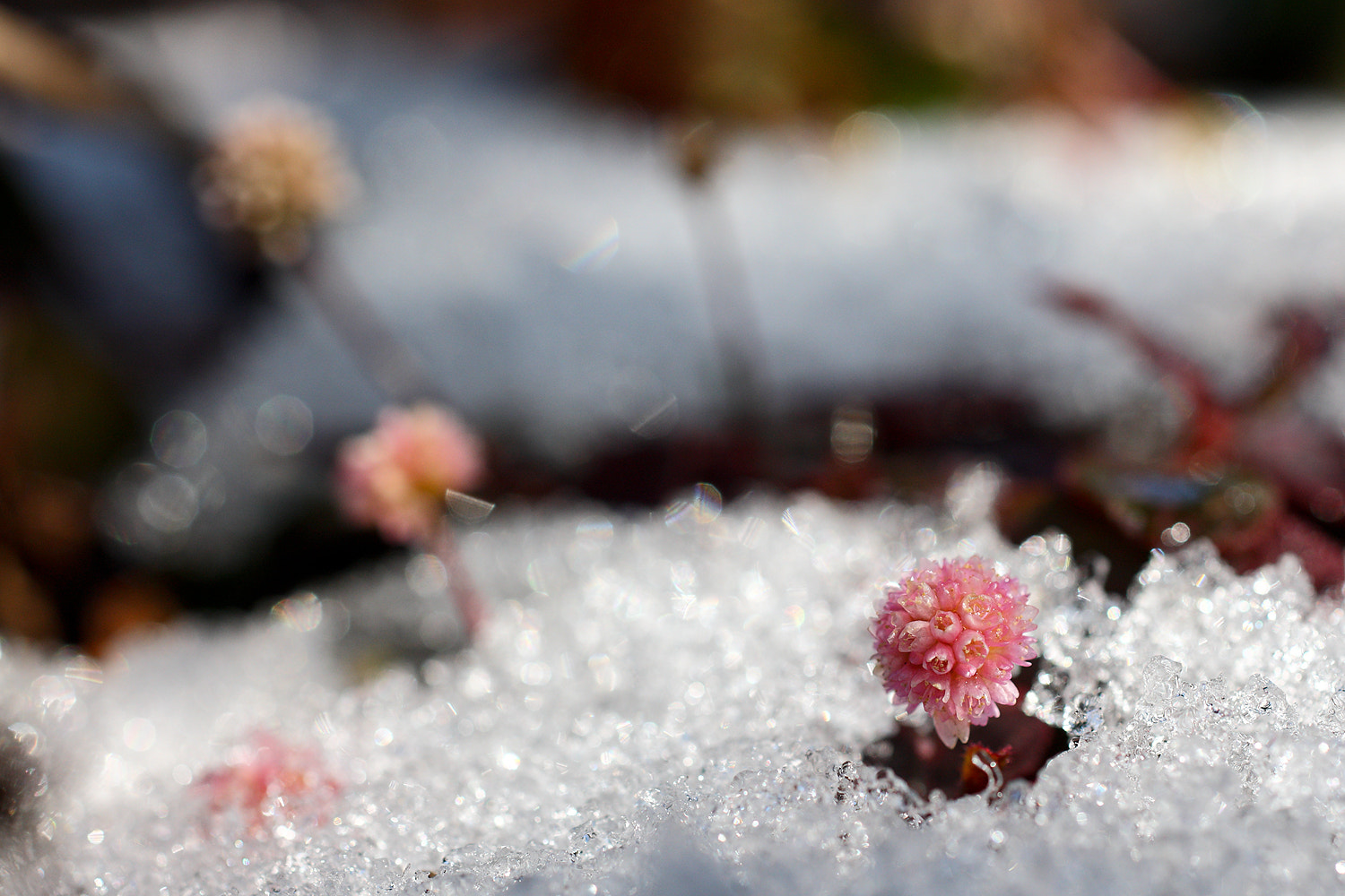 ZEISS Makro-Planar T* 50mm F2 sample photo. Just feel the nature - polygonum capitatum photography